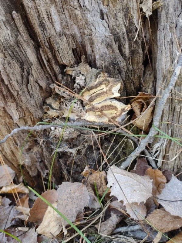 Fungi ,Leaves, Stump Photograph by Linda Rother