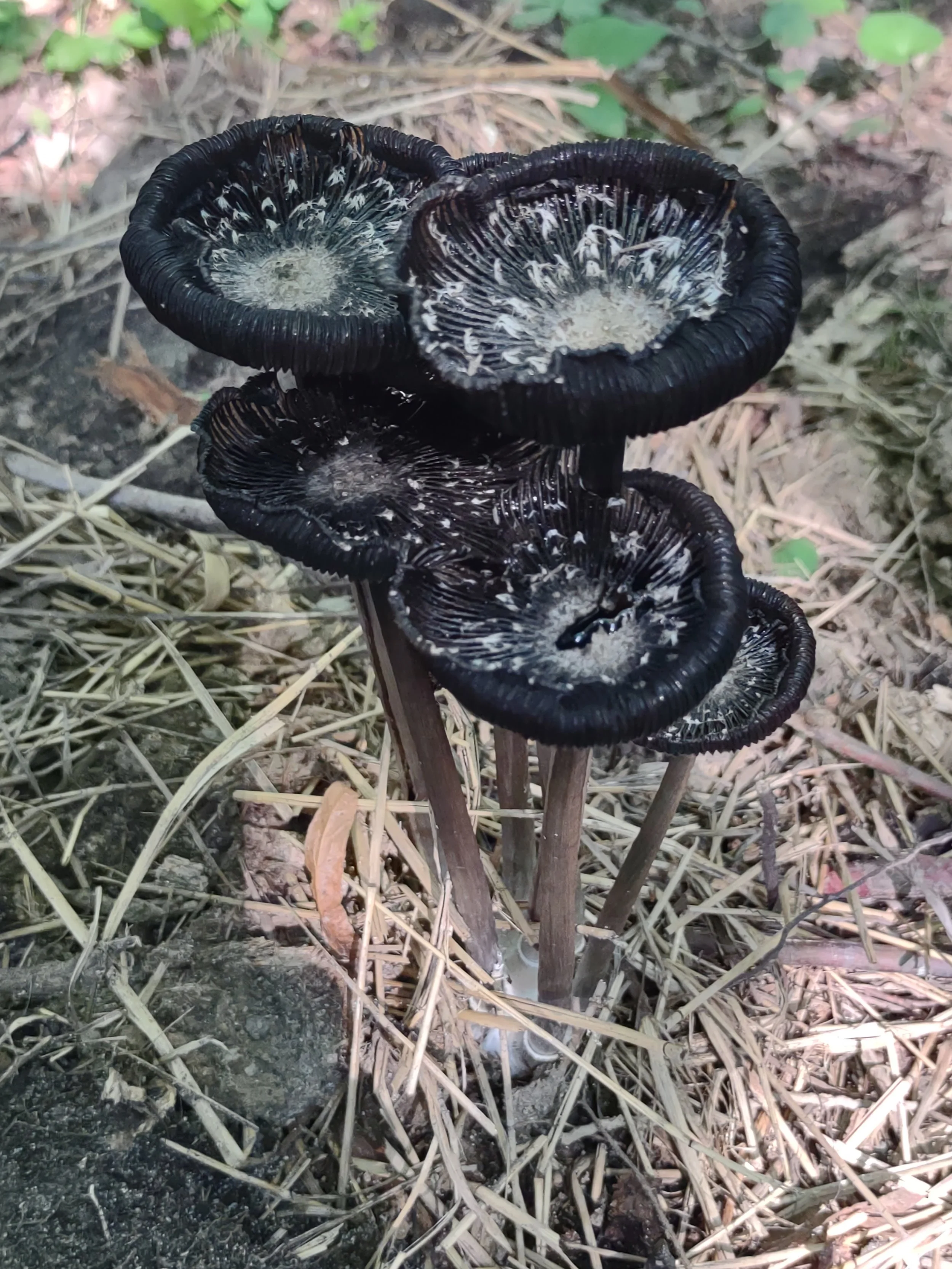 Decaying Mushroom II Phtograph  Linda Rother