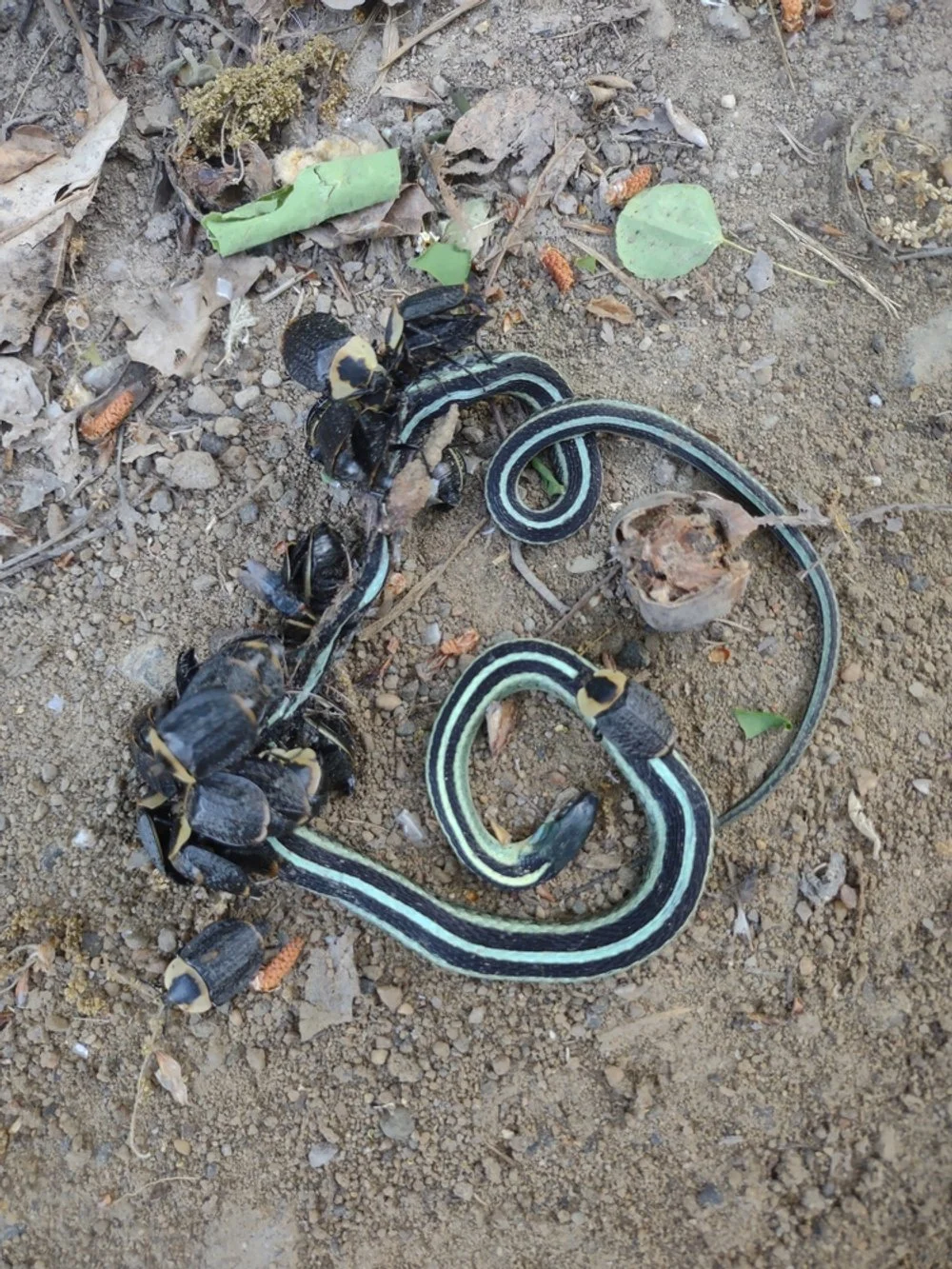Snake, Beetles Photograph by Linda Rother