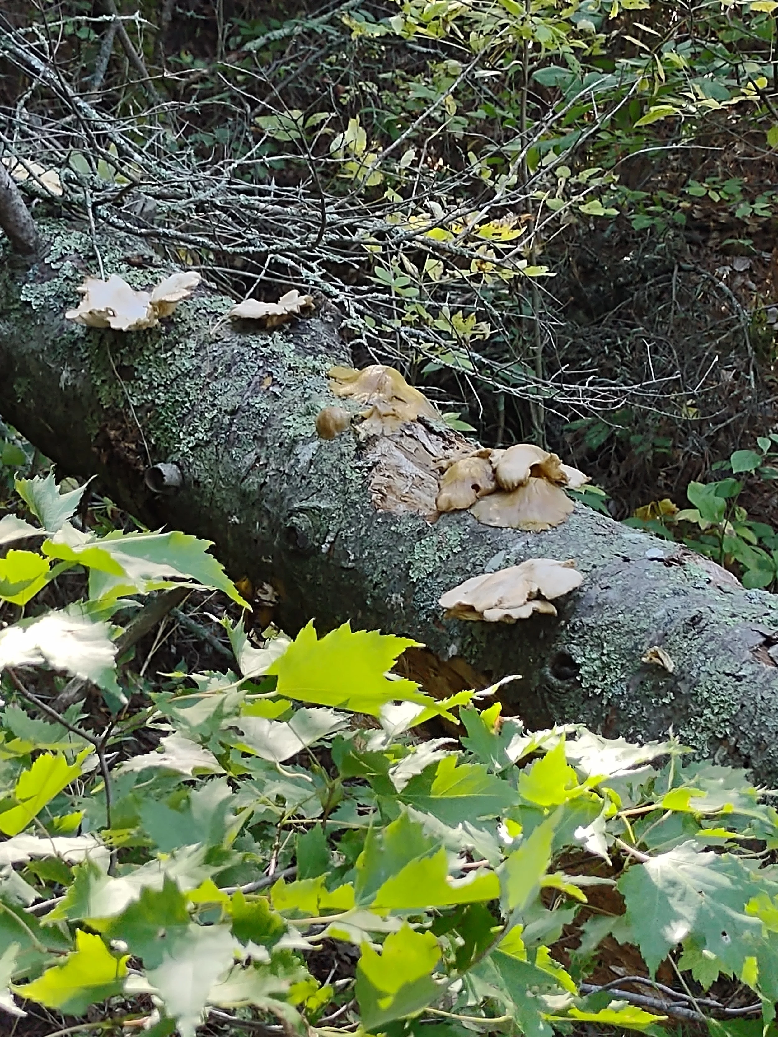 og, Lichen and Leaves Photograph by Linda Rother