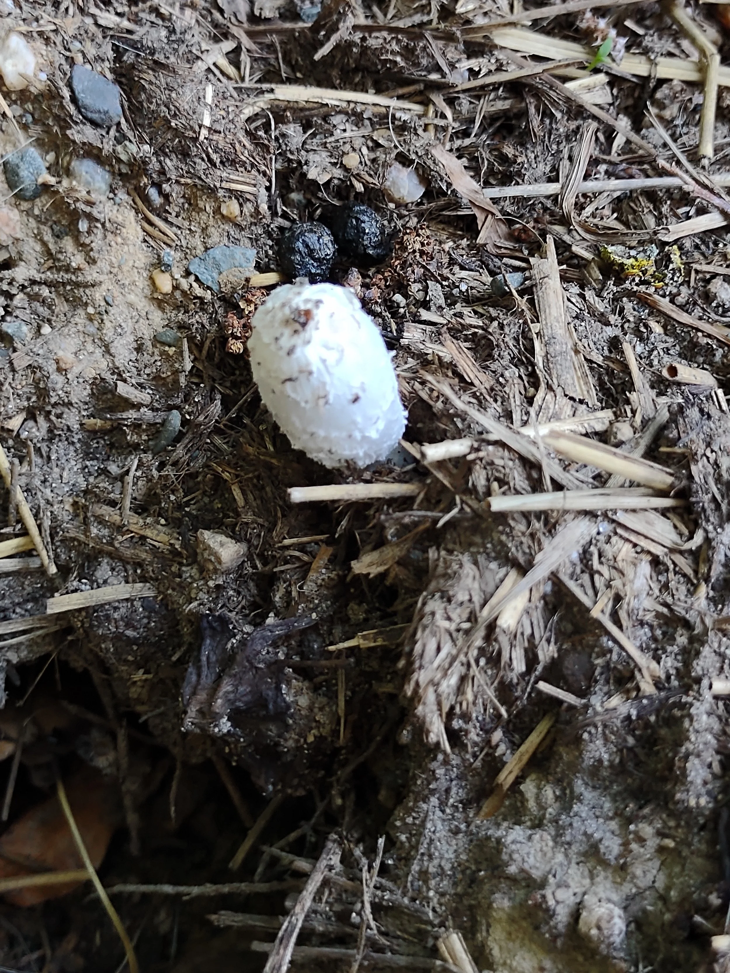 Mushroom in Scat Photograph by Linda Rother
