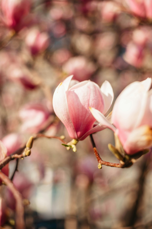 A Return to Brightness