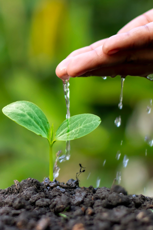 Root into Renewal