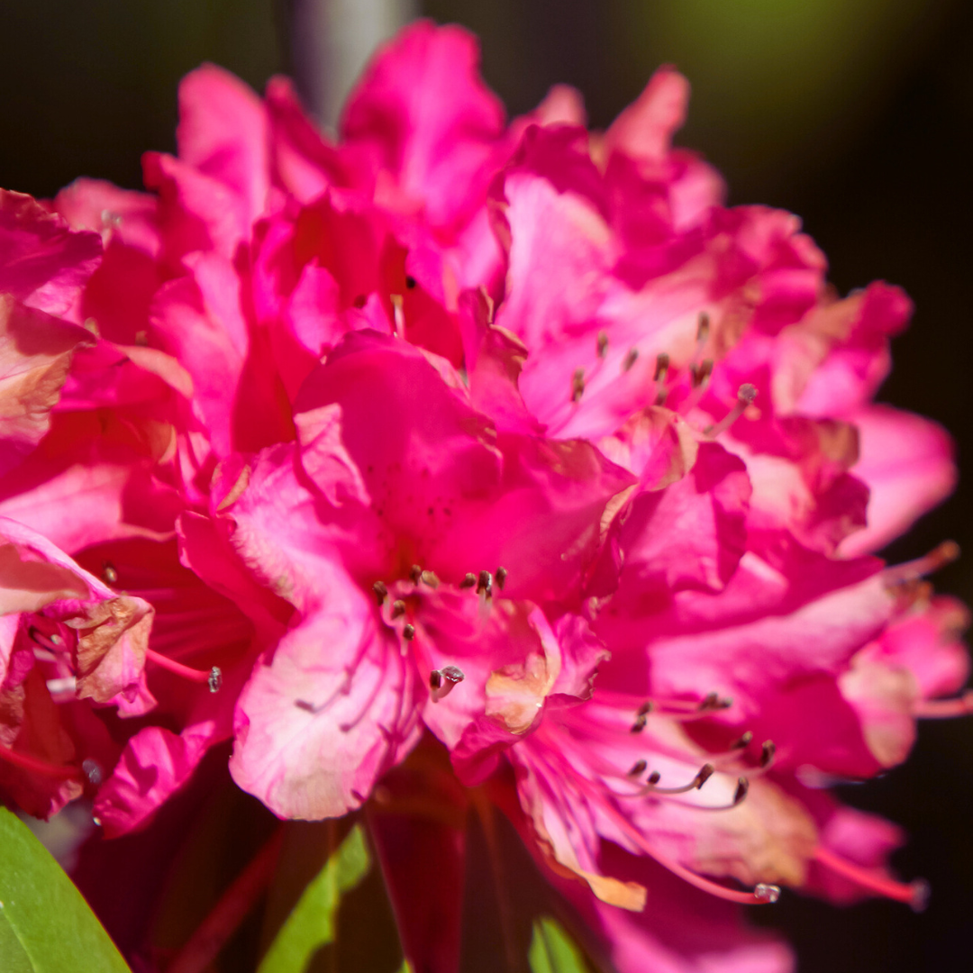 closeup of blooming daffodil