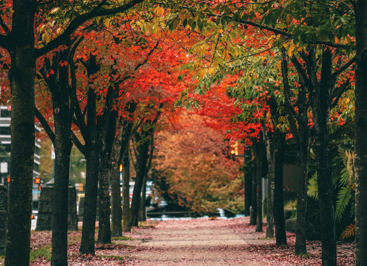 A tree-lined walkway in autumn, with arching branches and dense fall foliage in orange, red, and green