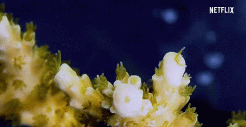 Chasing Coral