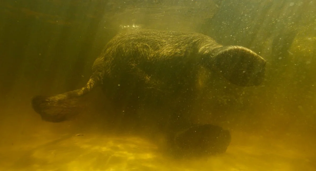 Ghost Elephants