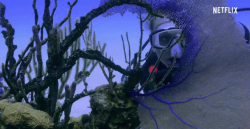 Chasing Coral