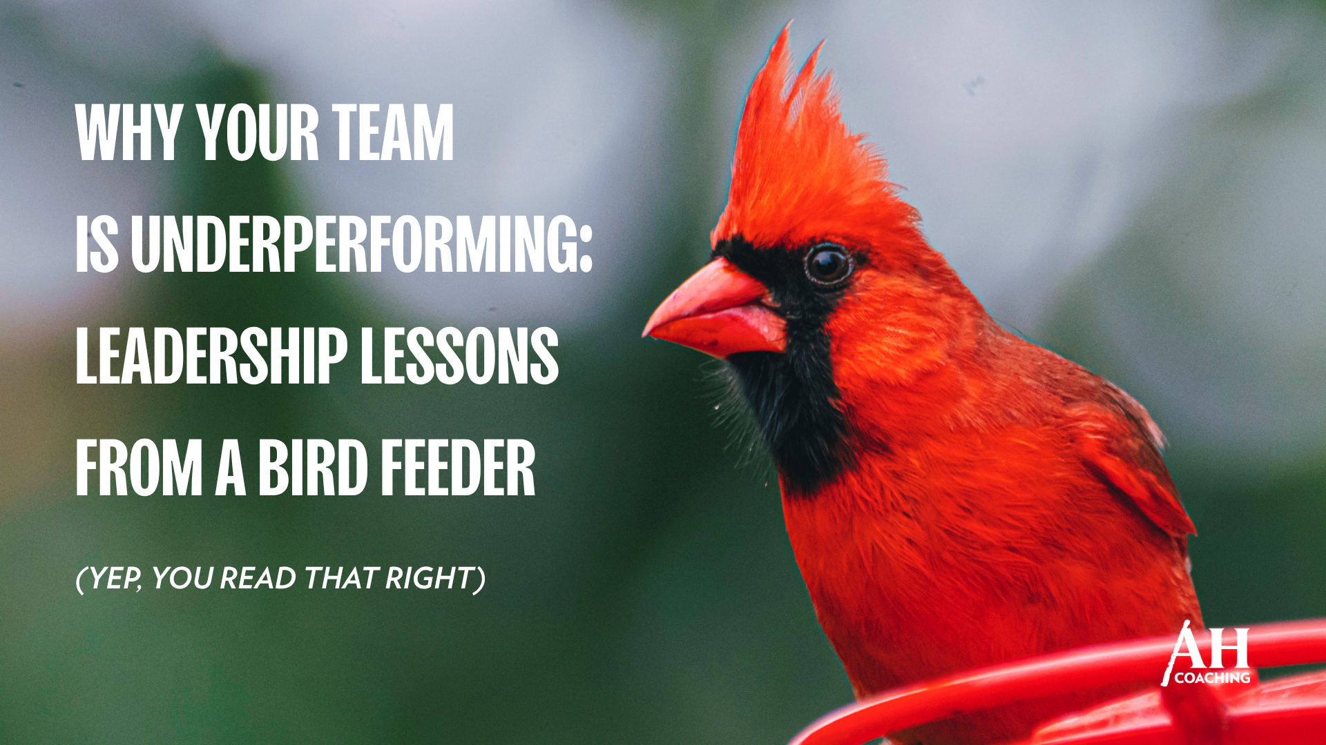 Why Your Team is Underperforming: Leadership Lessons from a Bird Feeder 
