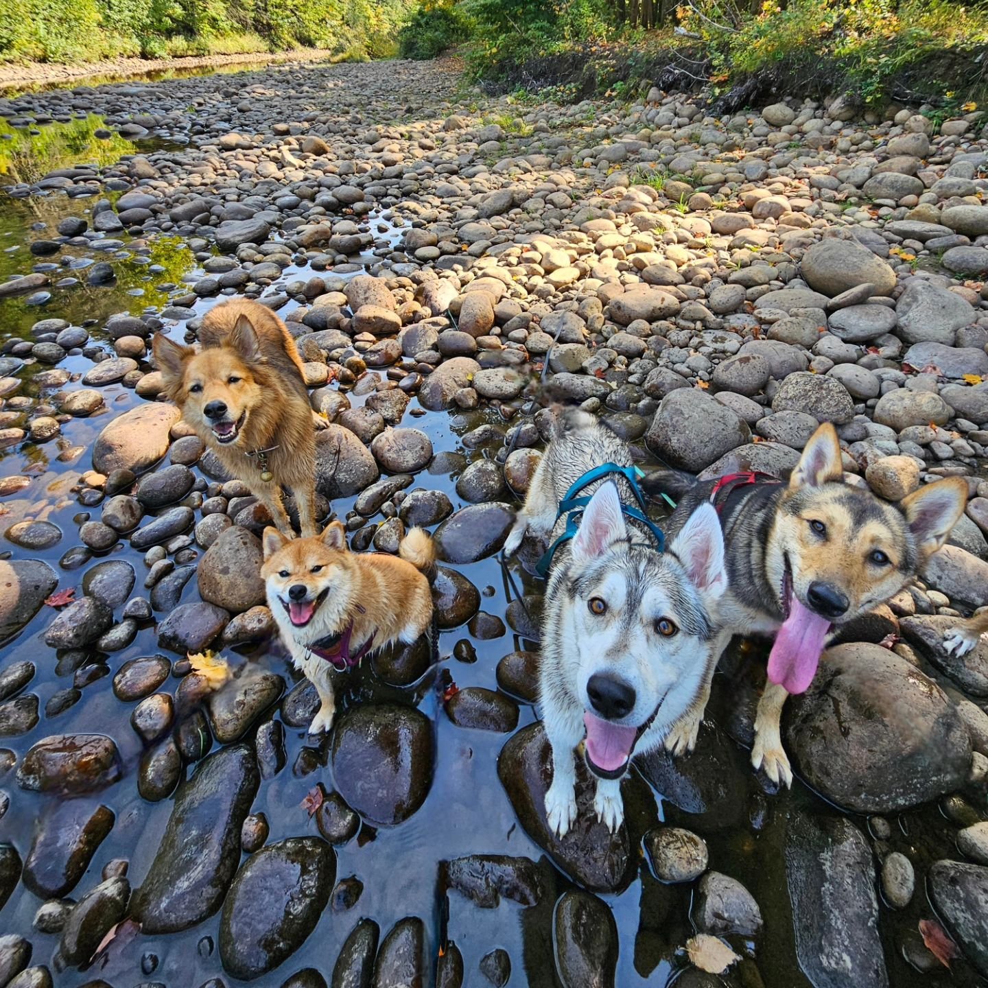 Mon groupe de loup qui profitent de la baignade et de la libert&eacute; pour d&eacute;penser leur trop plein d'&eacute;nergie ! 

Maggie la husky x berger allemand
Aisha la shiba inu
Suki et Jax les fr&egrave;res husky

❤️🧡💛💚💙💜

#husky #shibainu