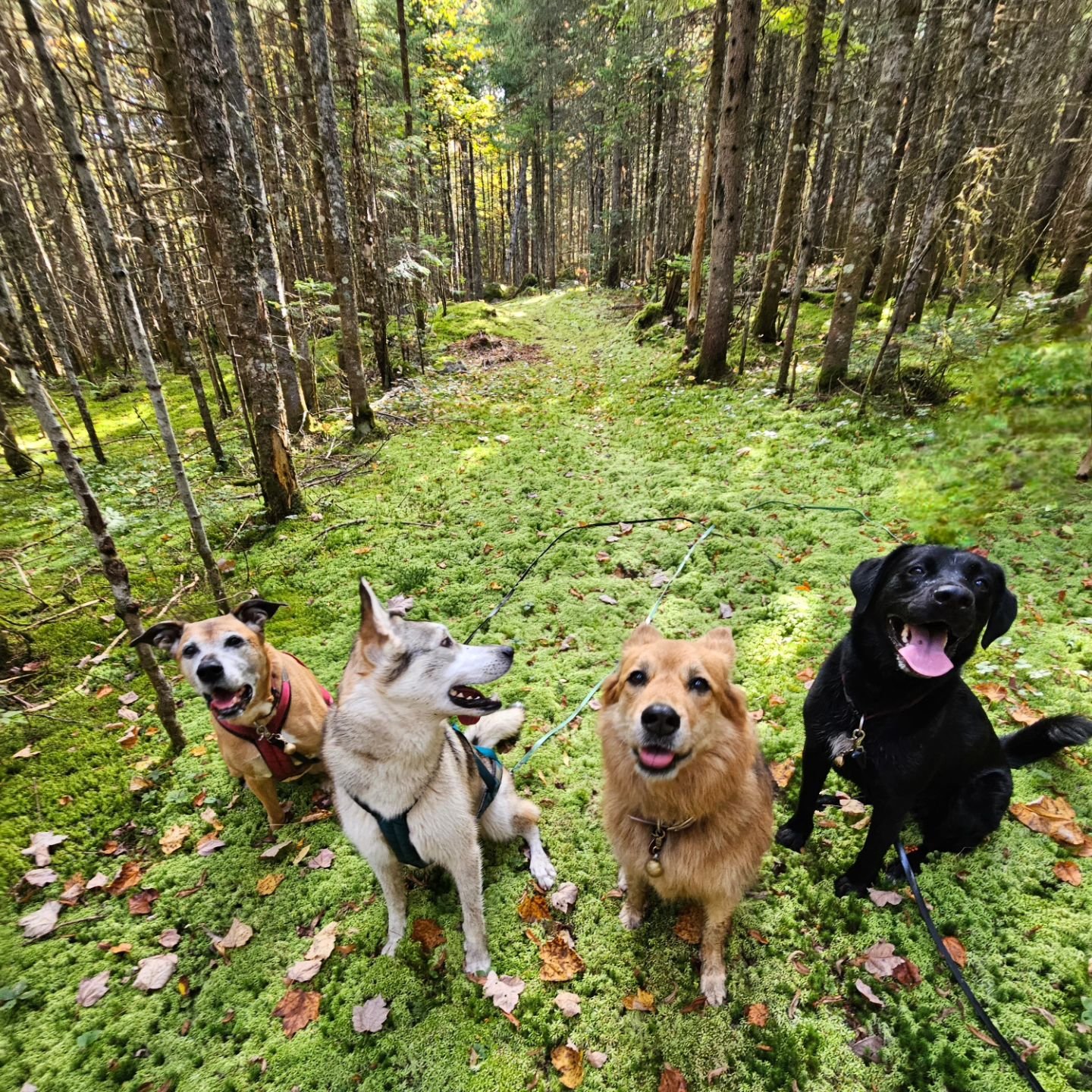 Tomber sur ce paysage majestueux par hasard lors de notre balade matinale... quelle chance de vivre ces moments entour&eacute;s de chiens fantastiques 💚

#grateful #moss #woods #dogs #happiness
