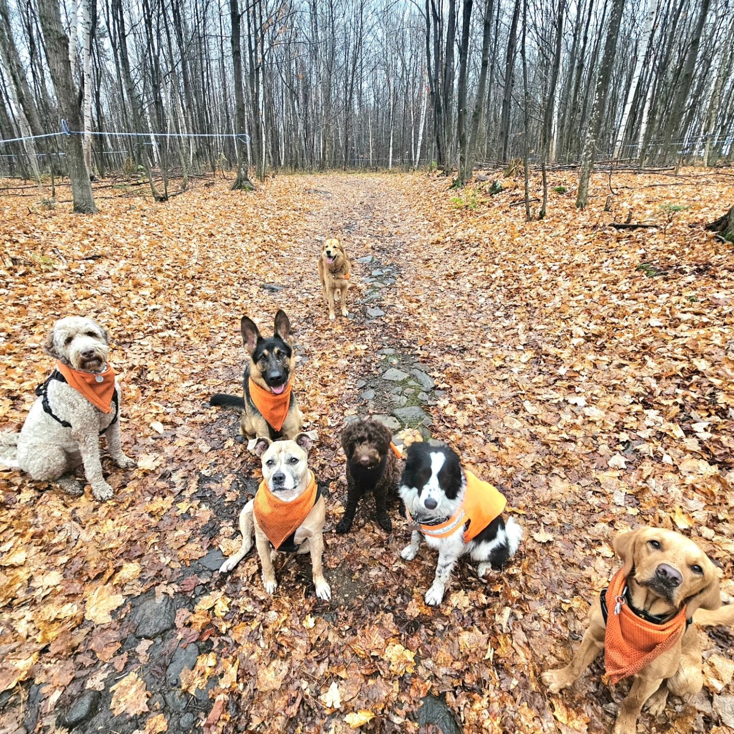 Une question qui revient souvent ces temps-ci : 《 Est-ce que vous marchez m&ecirc;me s'il pleut ? 》 

ABSOLUMENT et on adoreeeeeee &ccedil;a ! 🌧️🤭

Banjo ♡ Ginger ♡ Marcus ♡ Maggie ♡ Taiga ♡ Zo&eacute; ♡ Dallas ♡ Lilly et Fritz (pas sur la photo)