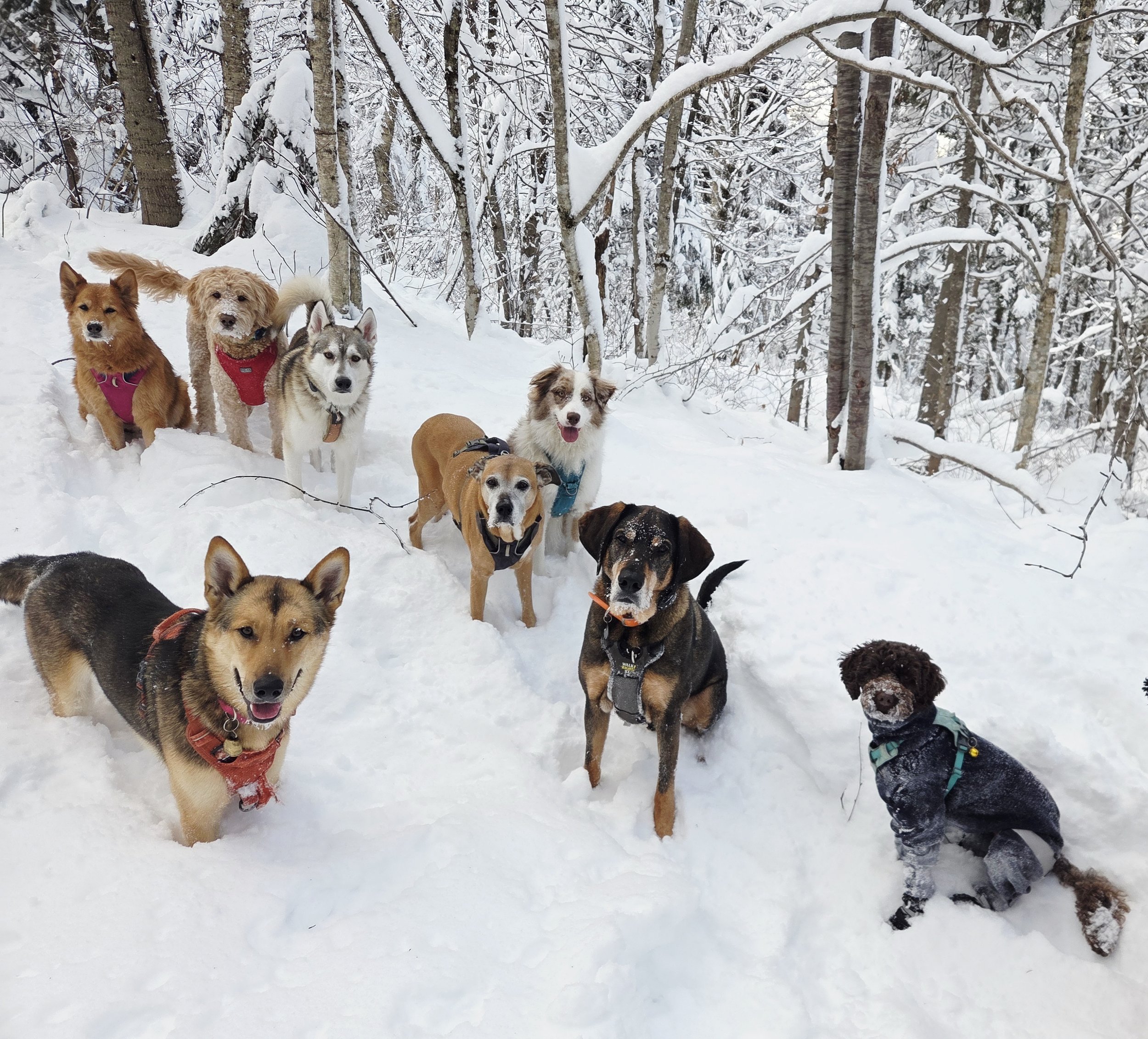 Marche marcheur promenade promeneur chien chiens ville quebec doggo