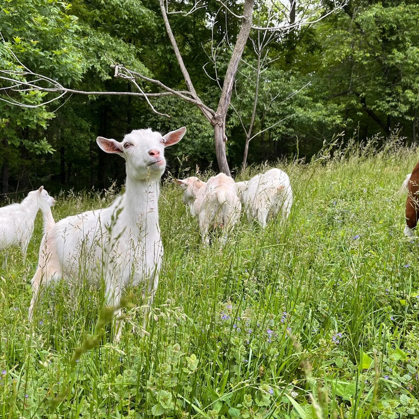 It&rsquo;s almost time for plein air painting @goatconspiracysanctuary 🥳🐐🎨 Join us for a watercolor workshop, tour, and snacks on October 5th at 2:00 PM or October 10th at 4:30 PM.

Registration and more info is available through the link in bio ?