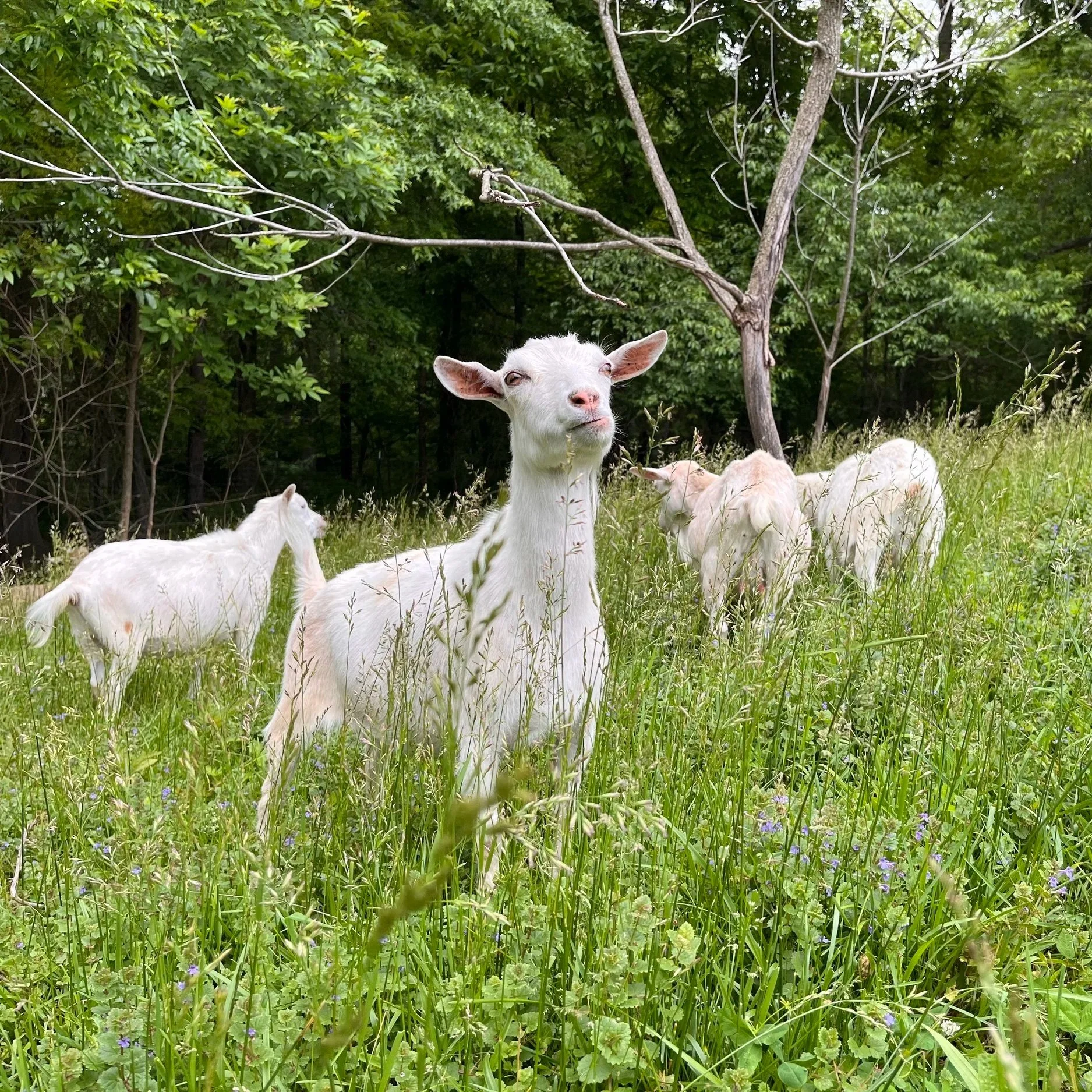 goats2.jpg