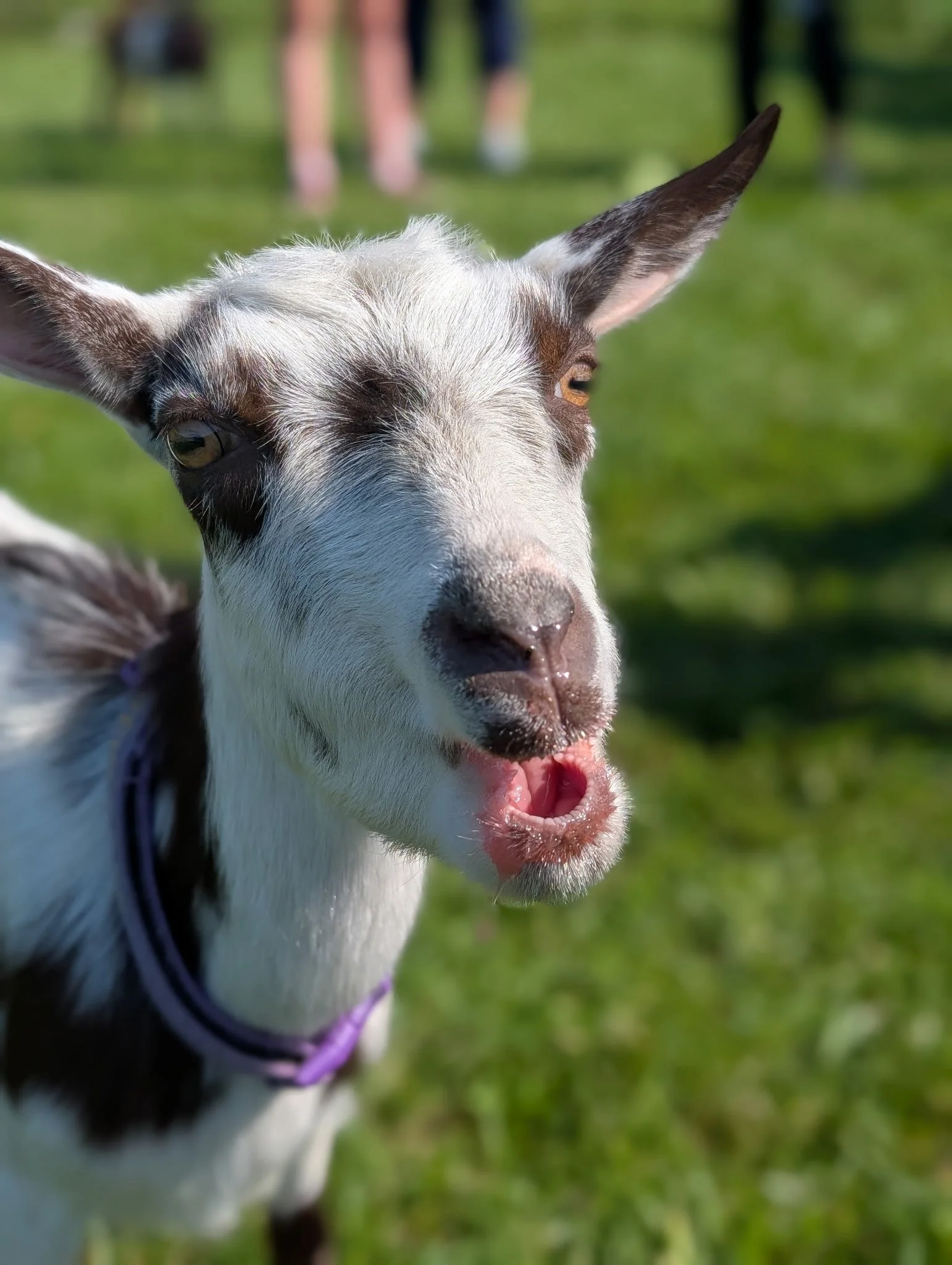 goats1.jpeg
