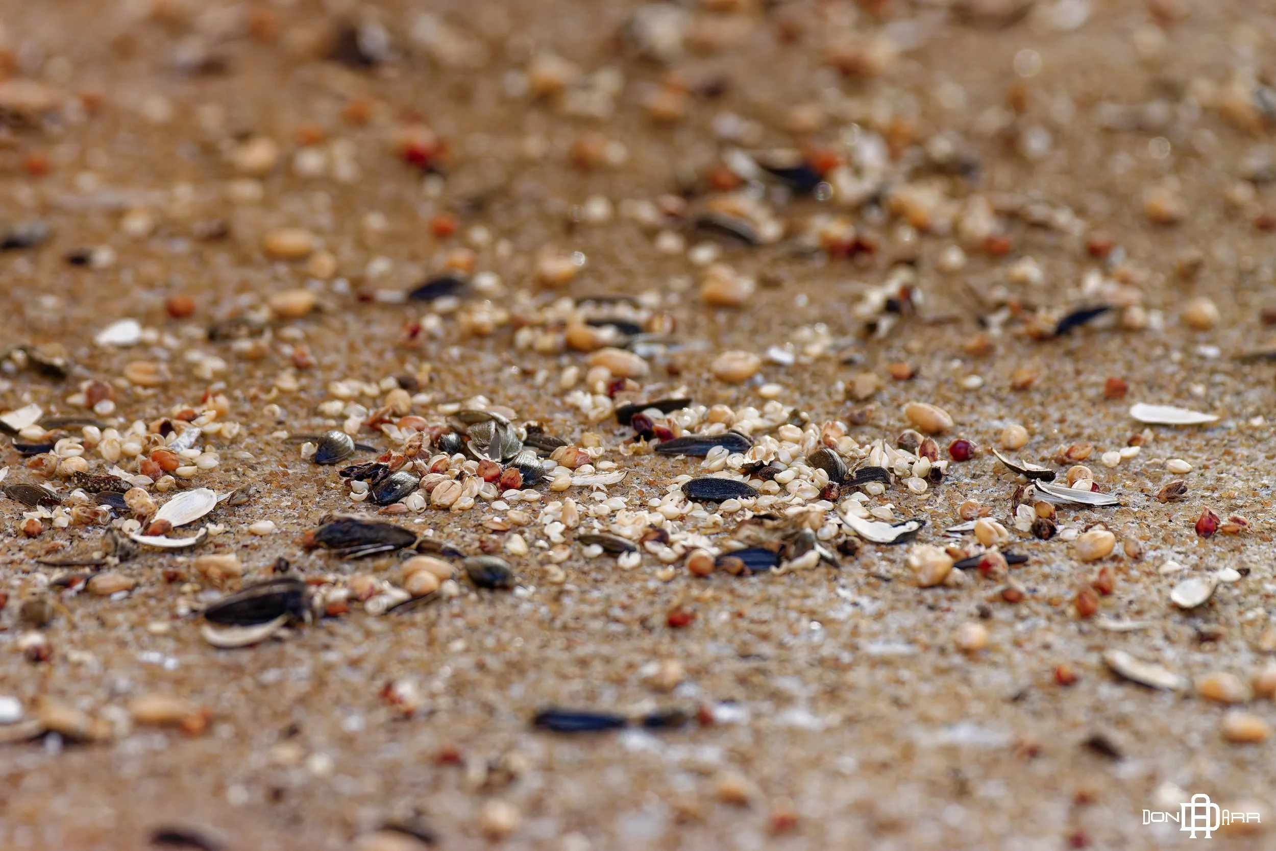 IMG_20260314_2988 - s60-600 BackyardPatioPractice_DxO_PhotoLab.jpg