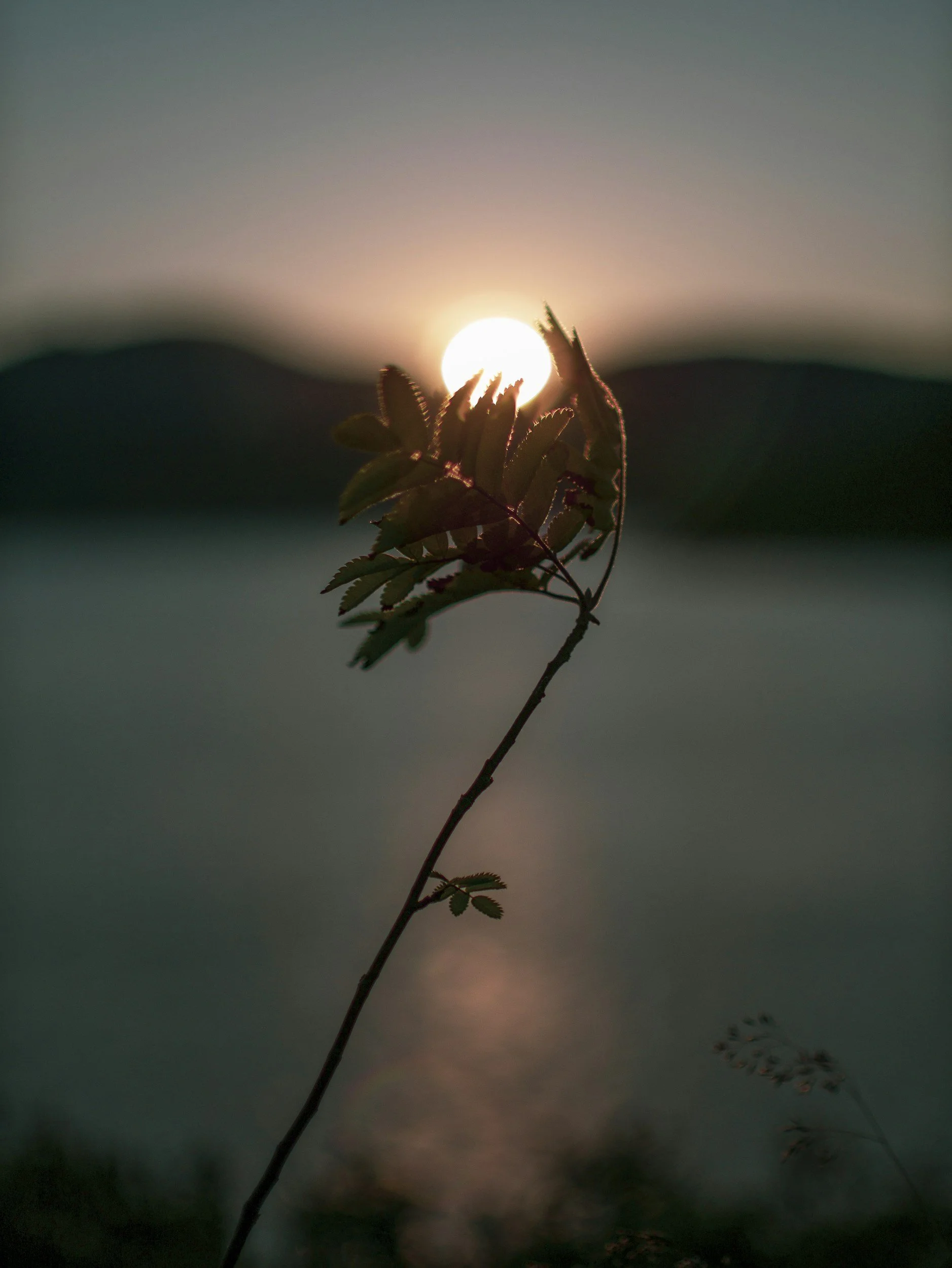 A close-up of a plant with leaves silhouette against a setting or rising sun, with a blurred background of hills or mountains and a dark sky.