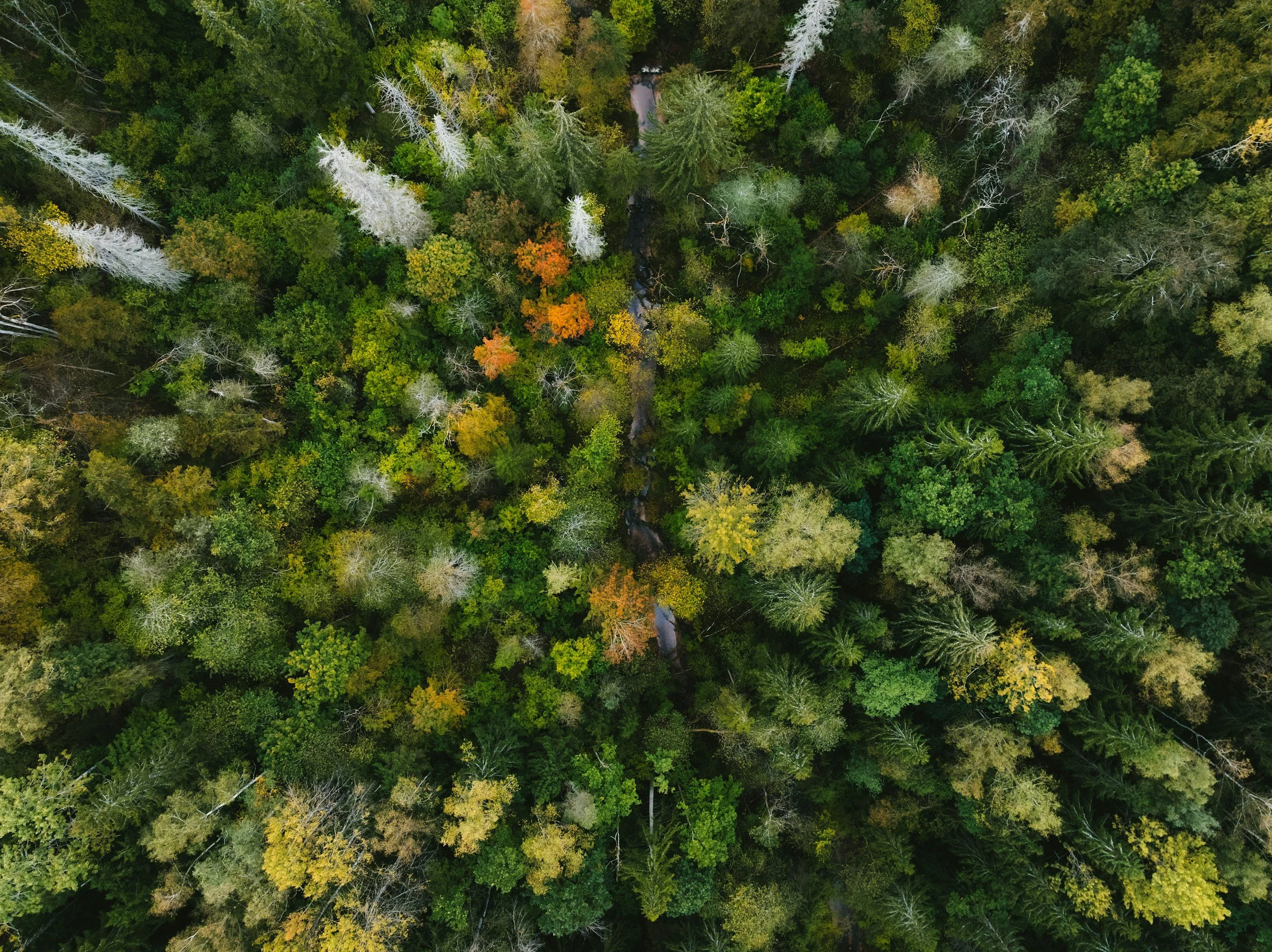 An aerial view of a dense forest with a mix of green, yellow, and orange foliage, and a small stream running through the trees.