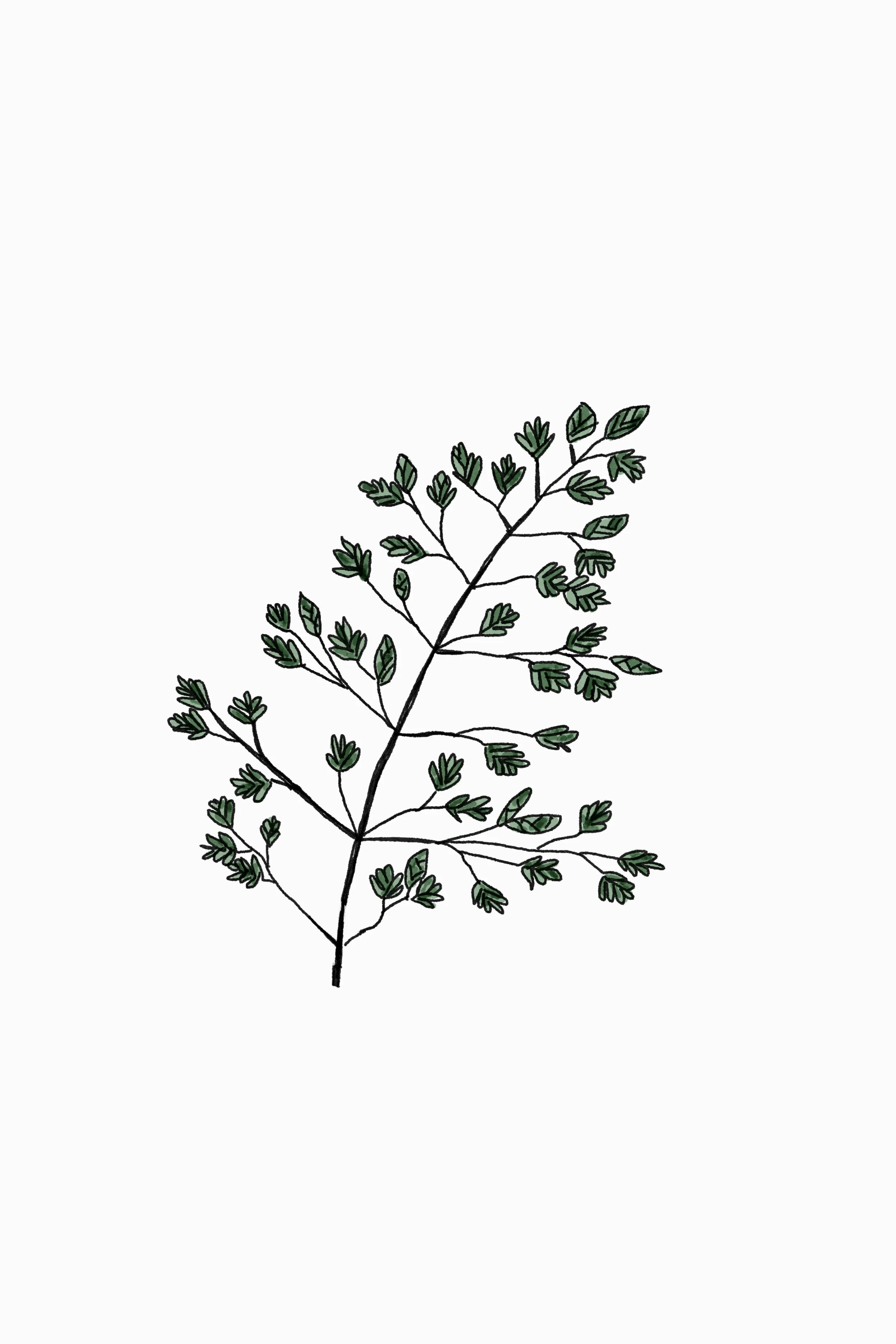 A black and white illustration of a leafy plant with small green leaves at the tips of its branches.
