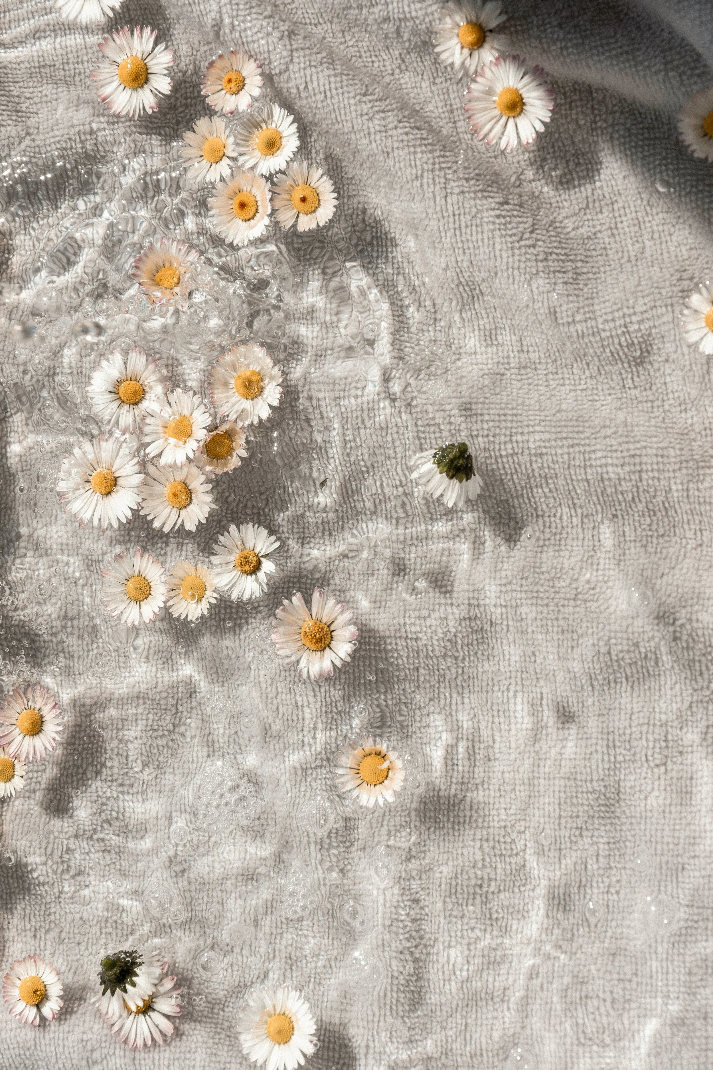 White and yellow daisy flowers scattered on a textured gray fabric surface, with some placed in a clear glass container filled with ice.
