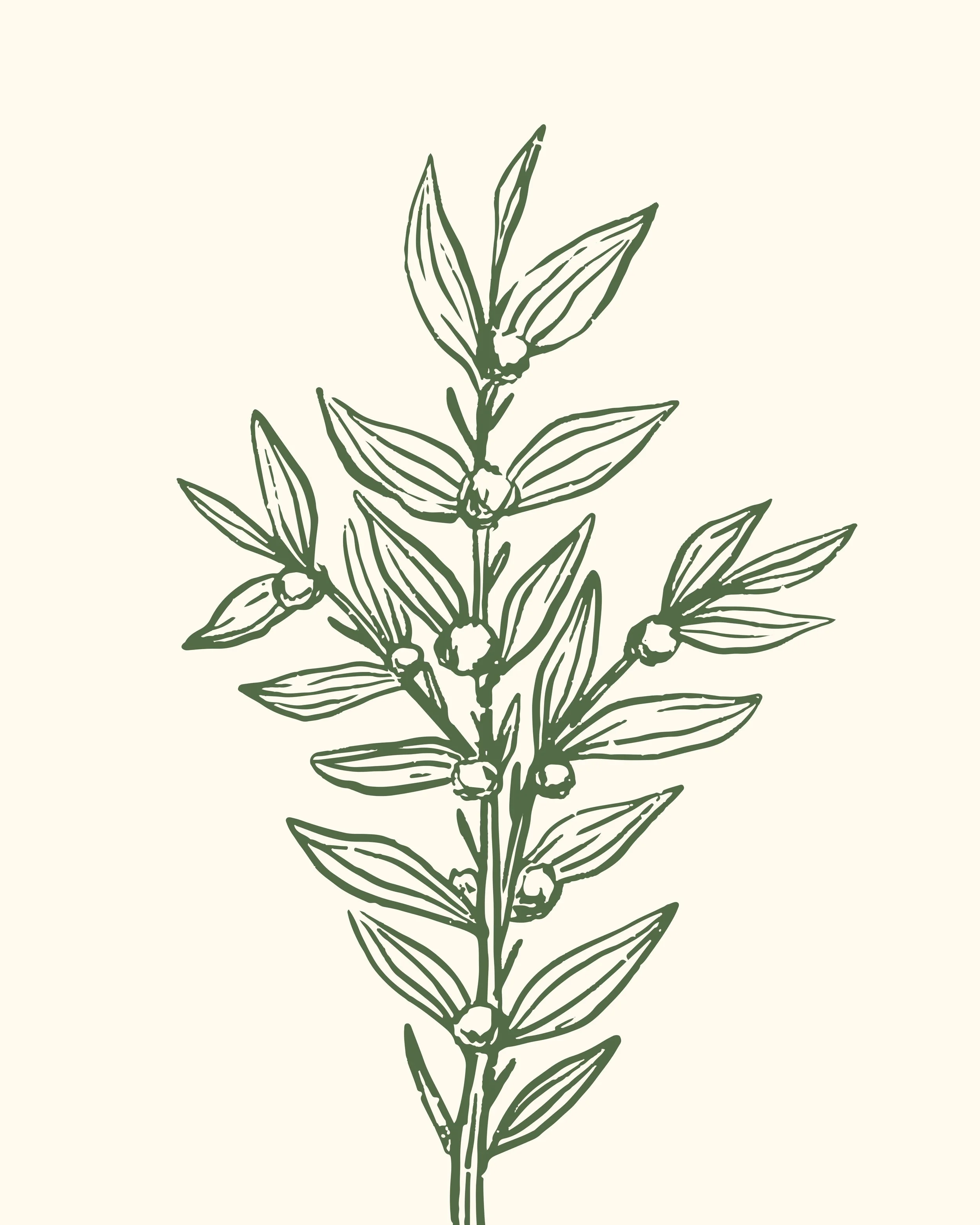 Line drawing of a plant with elongated leaves and small round buds or fruits along the stem, set against a plain background.