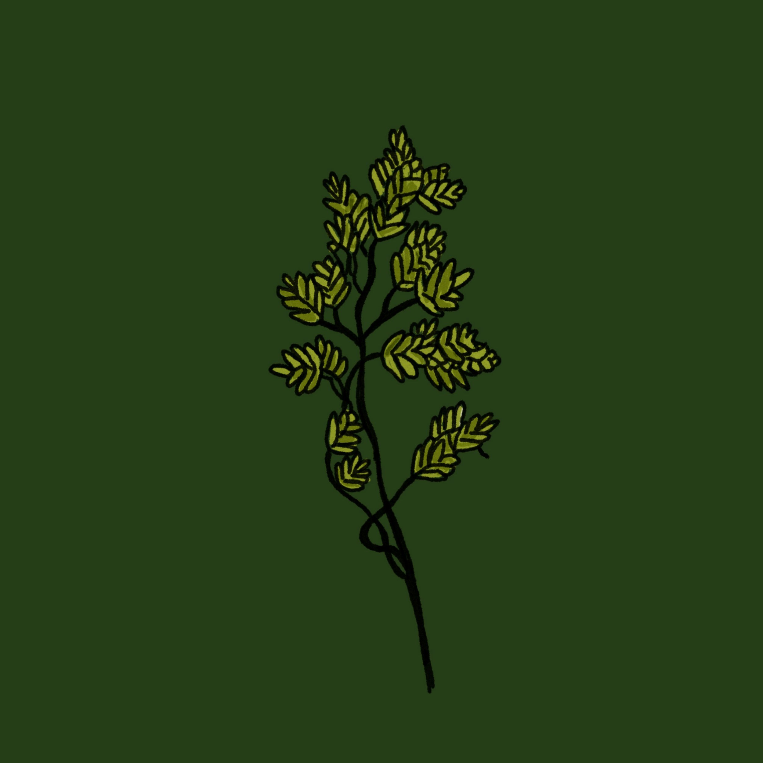 A hand-drawn illustration of a green plant with multiple yellow-brown buds or flowers on a dark green background.