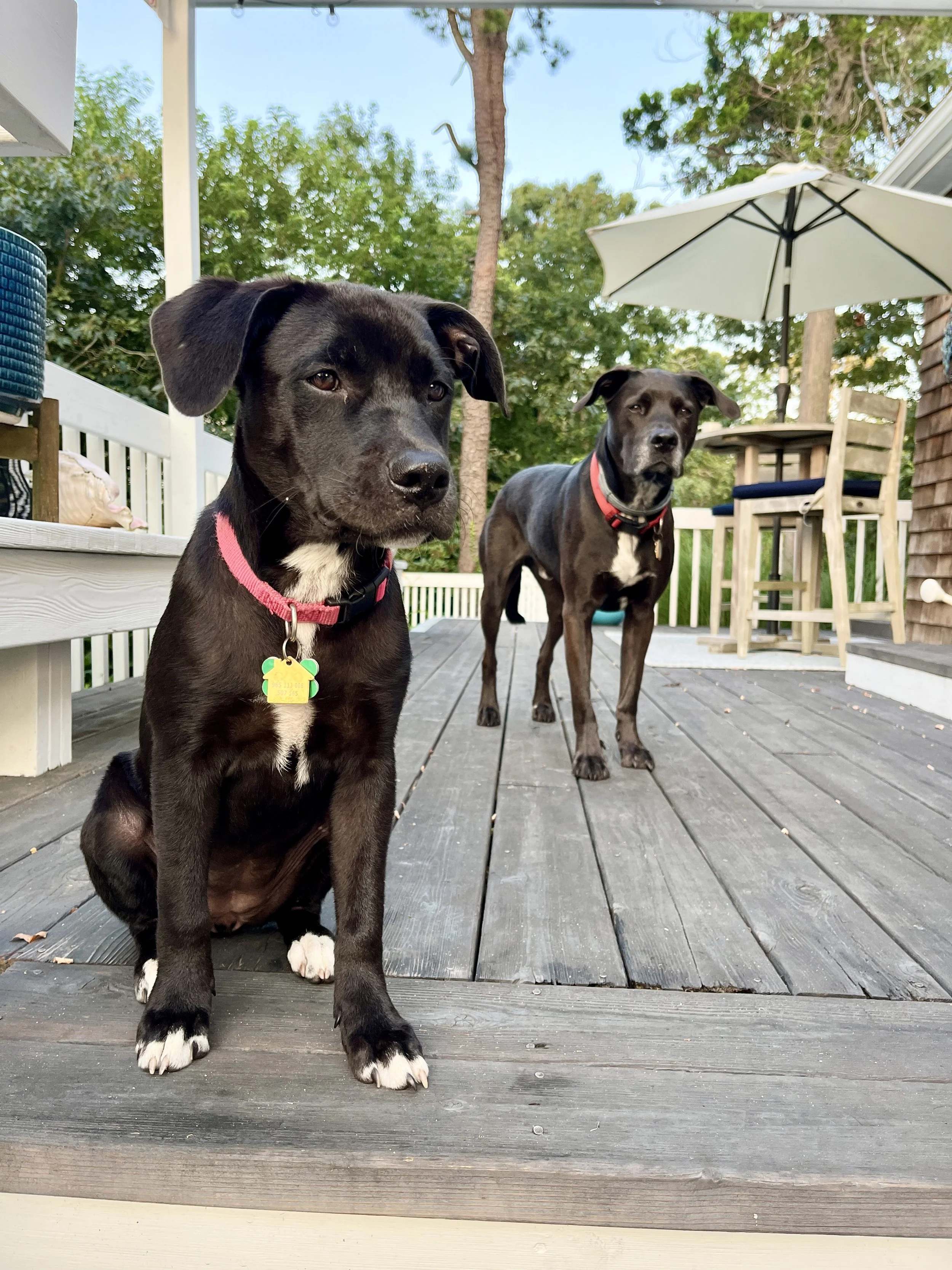 moose_and_daisy_01.jpg