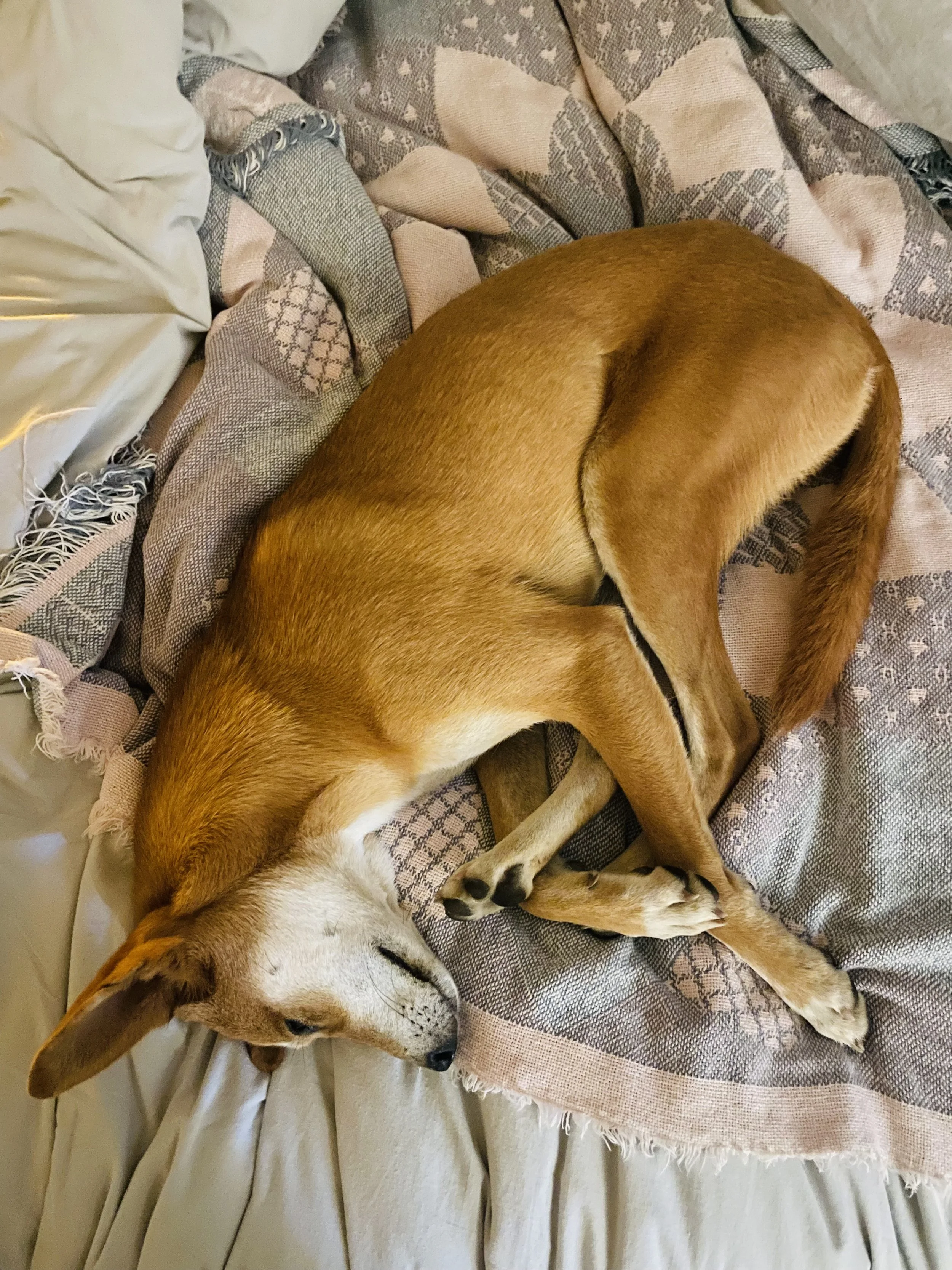 Two dogs sleeping on a bed, one with brown fur and the other with white and brown fur, curled up together on a beige and pink patterned blanket.