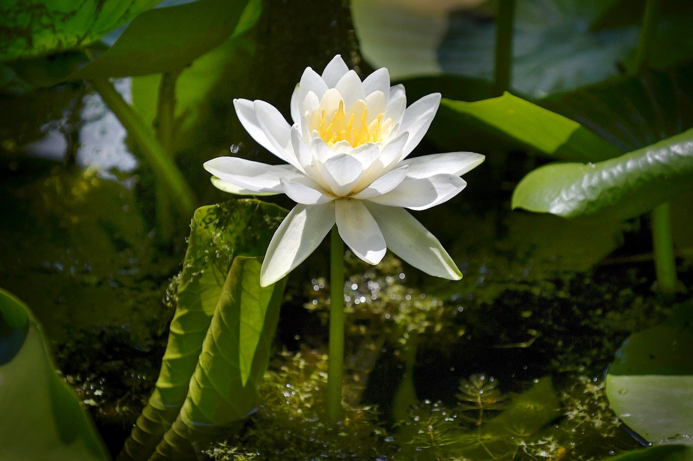 Somatic Experiencing and the  Science Behind Trauma