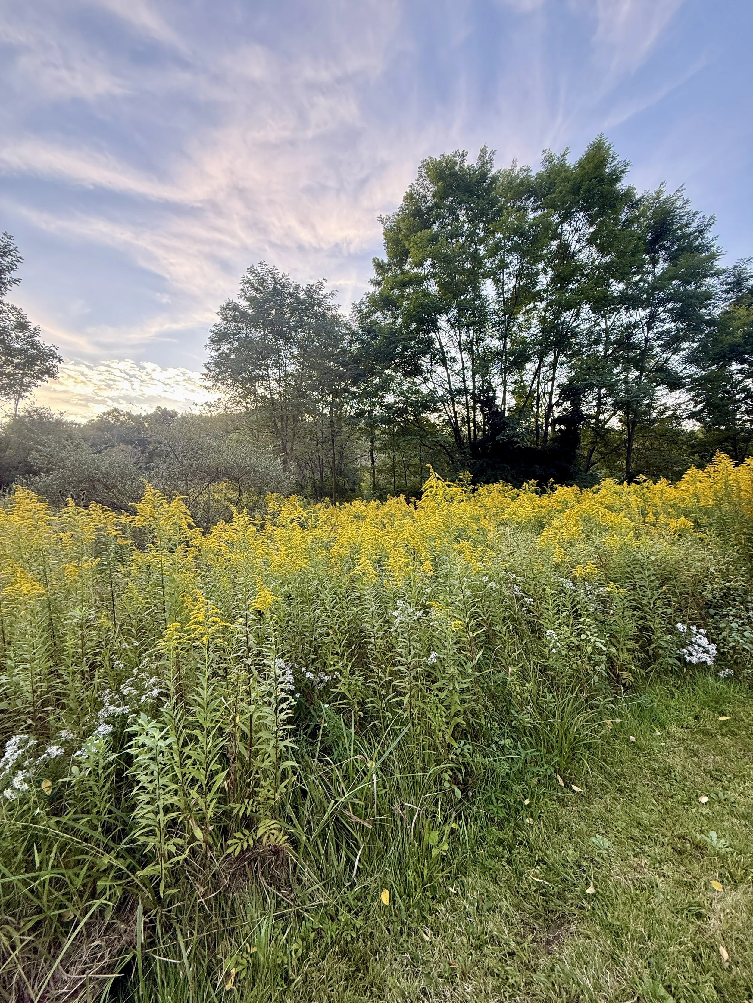 A natural landscape with tall green grass and yellow wildflowers in the foreground, and large green trees with a partially cloudy sky in the background at sunset.