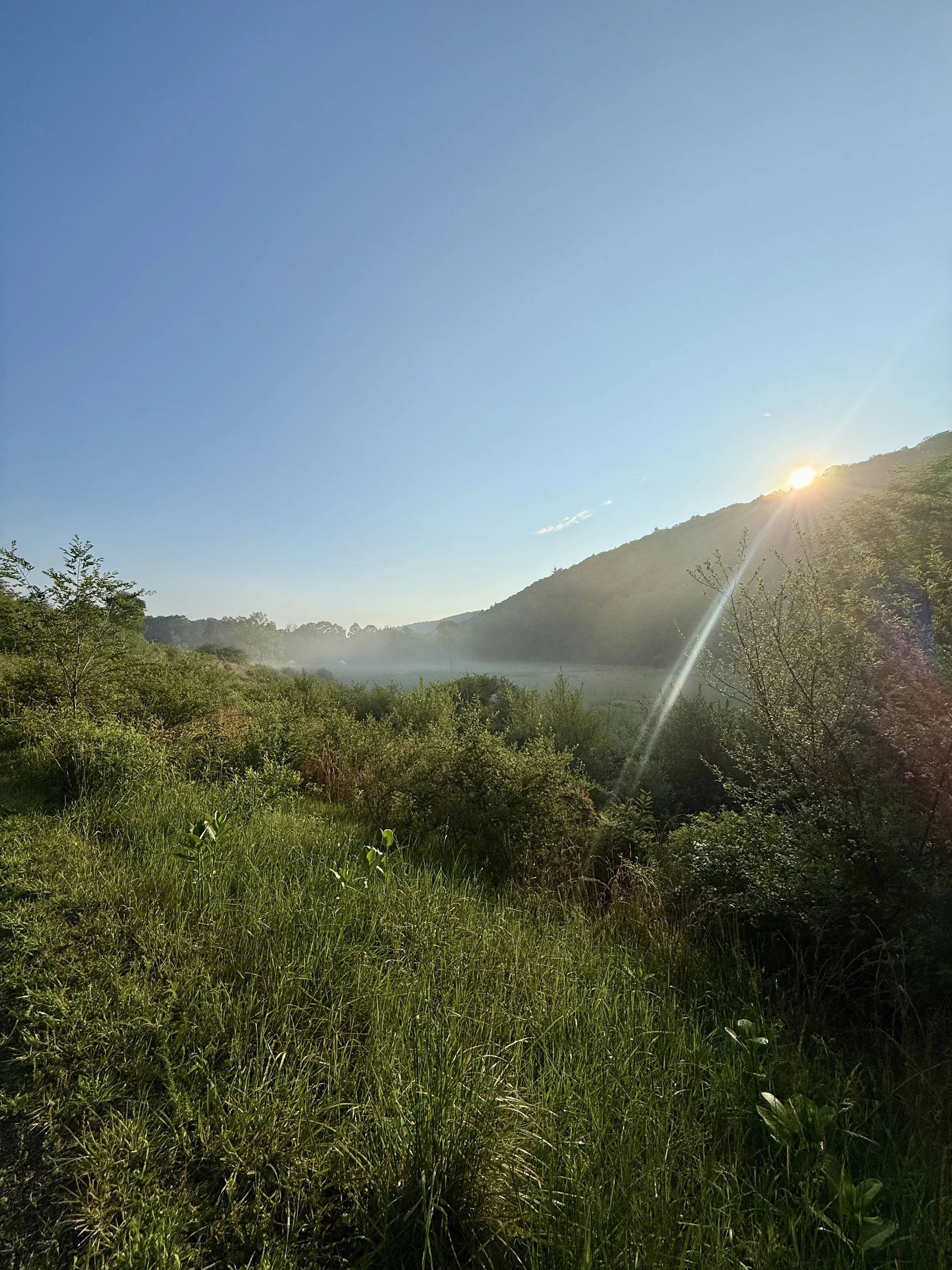 Sunrise over a green forested valley with mountains in the background and a clear blue sky.