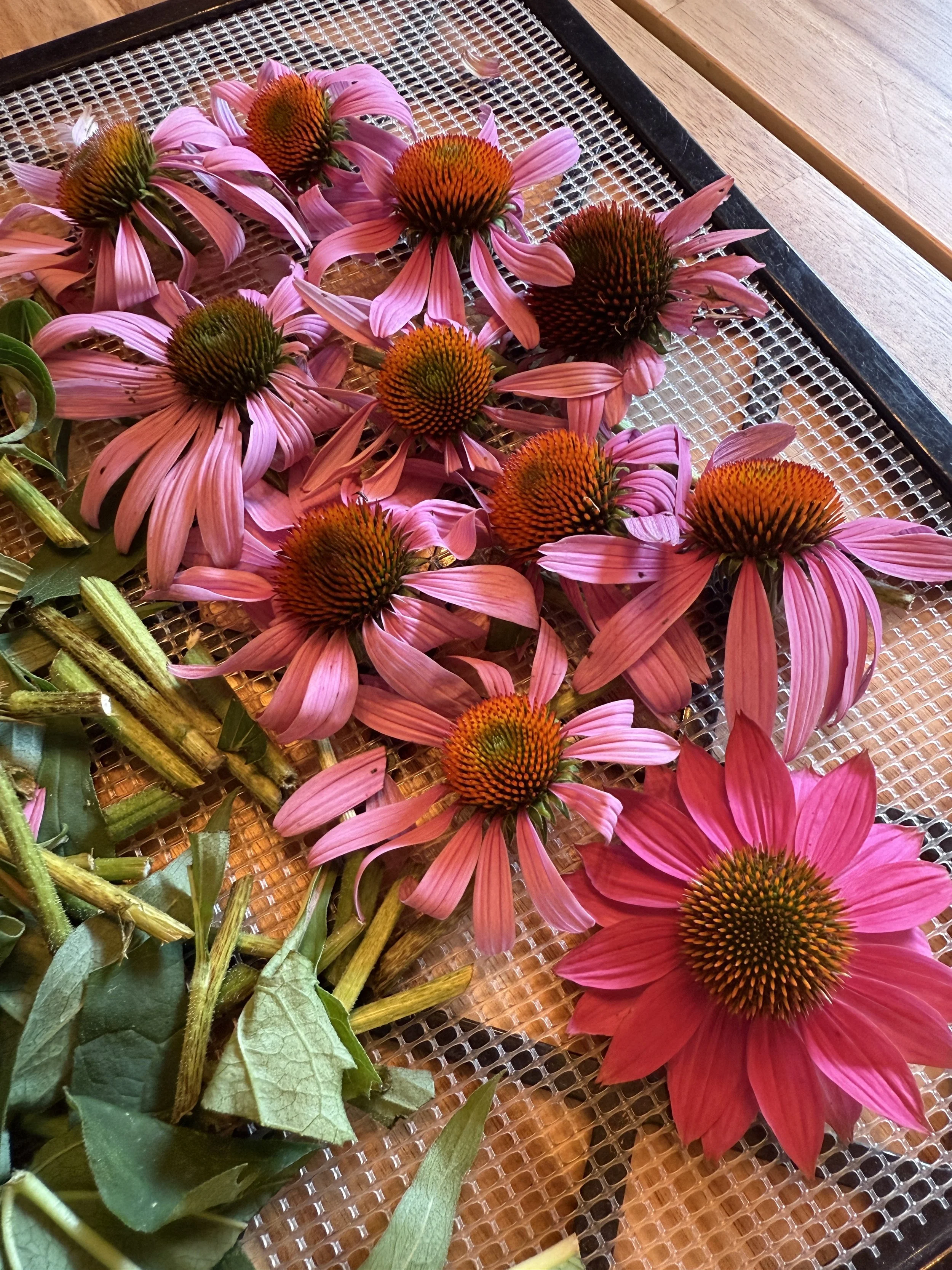 Pink coneflowers with orange centers and green leaves on a wire mesh tray.