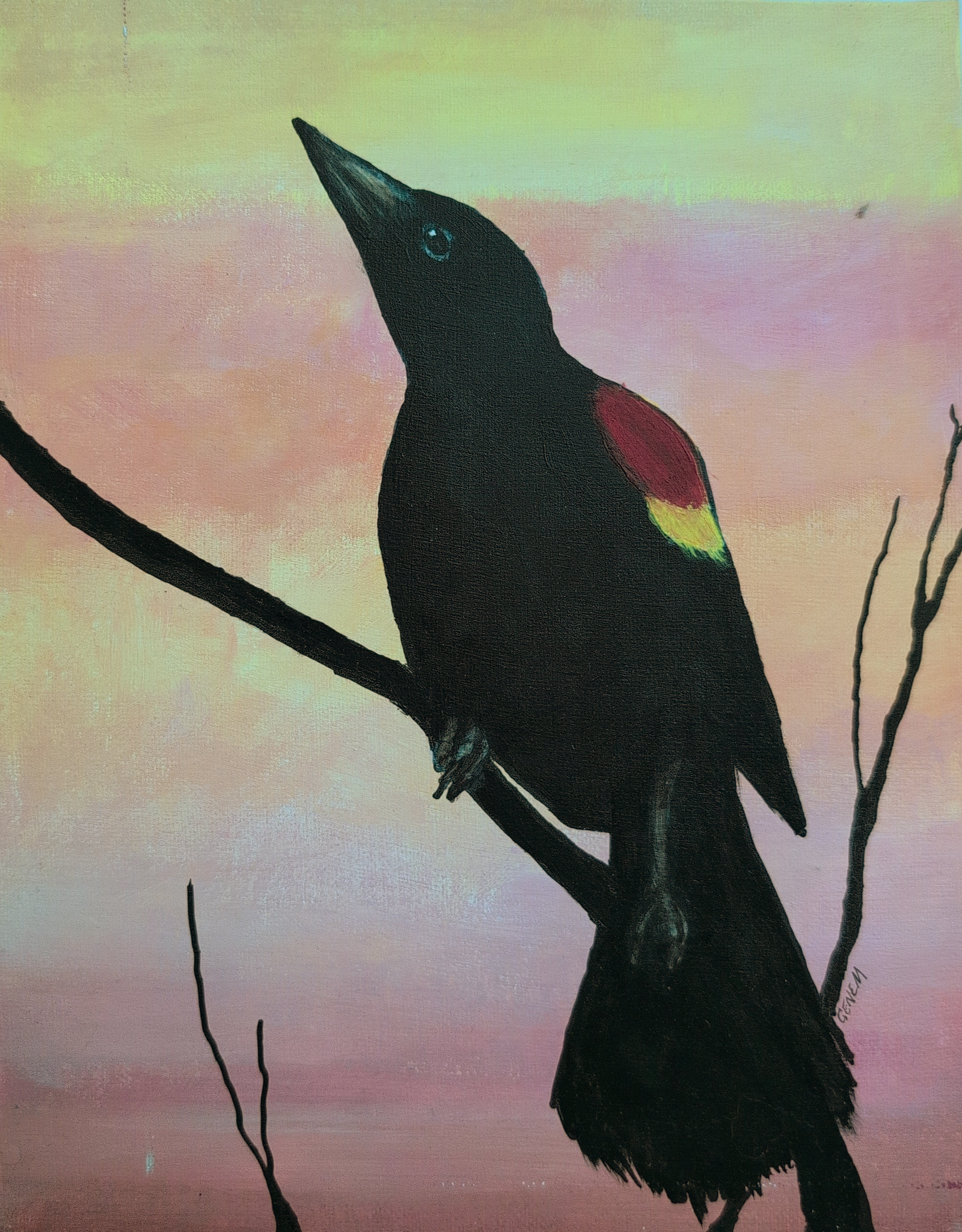 "Red Wing Blackbird" - Acrylic on hardboard, 8x10 - love these striking little guys. ($200, prints available)