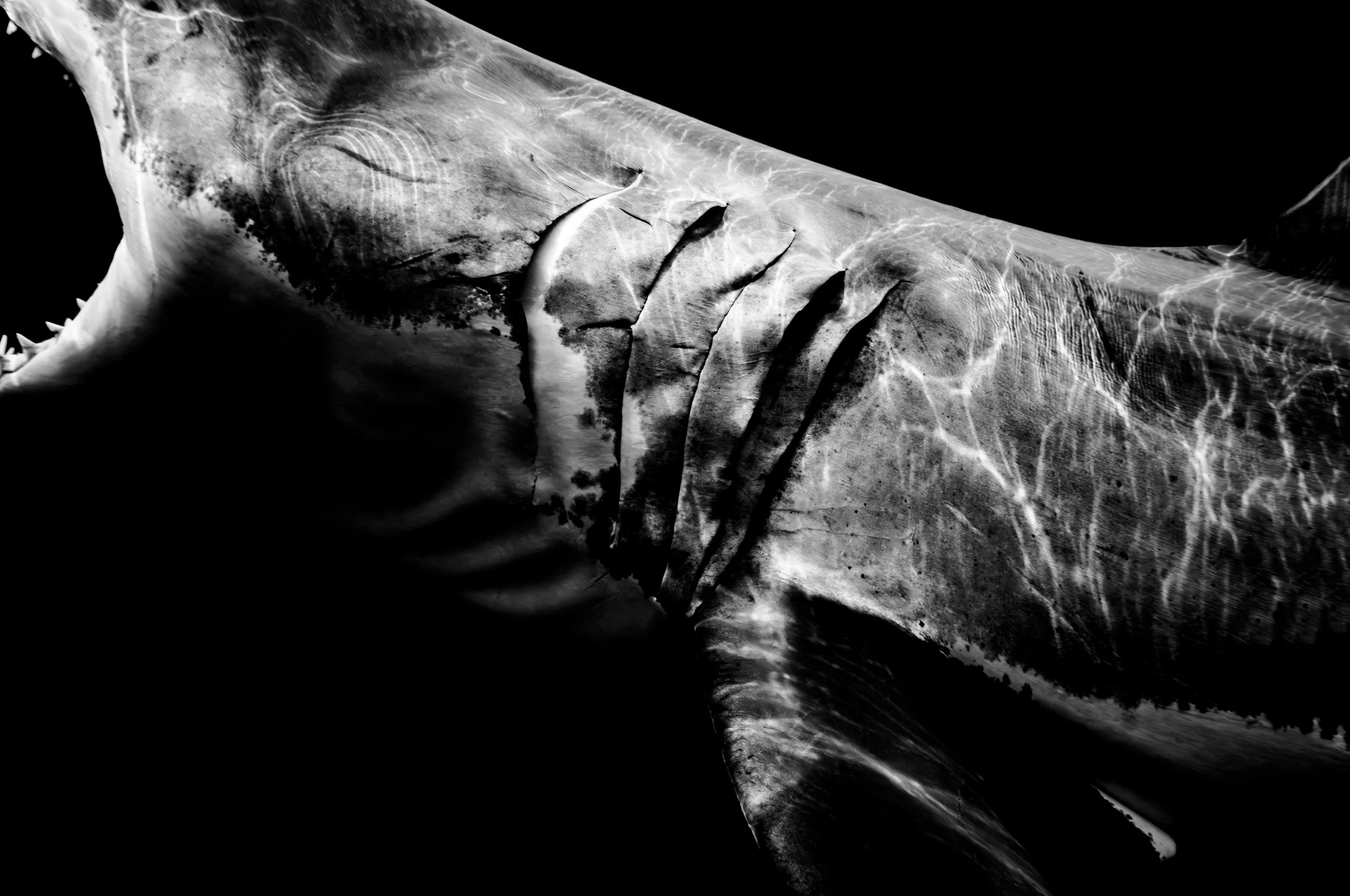 Image of great white shark by SUB13 Leica M11 underwater housing.
