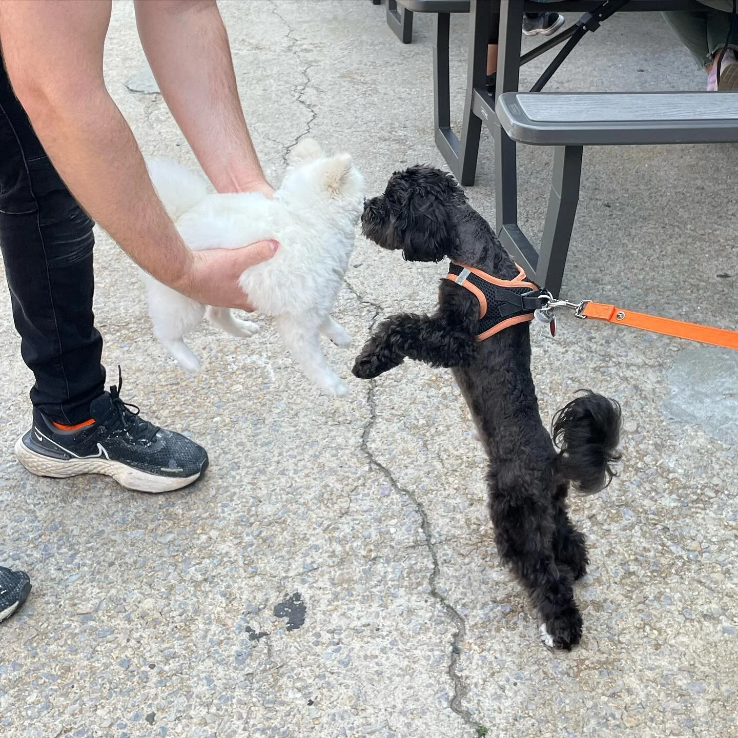 Find love at our next market! 

Sunday, July 16th 11am-6pm 

#makersmarket #craftshow #nycbucketlist #dogsofinstagram #dogsofnyc #nycmarket #makersofnyc