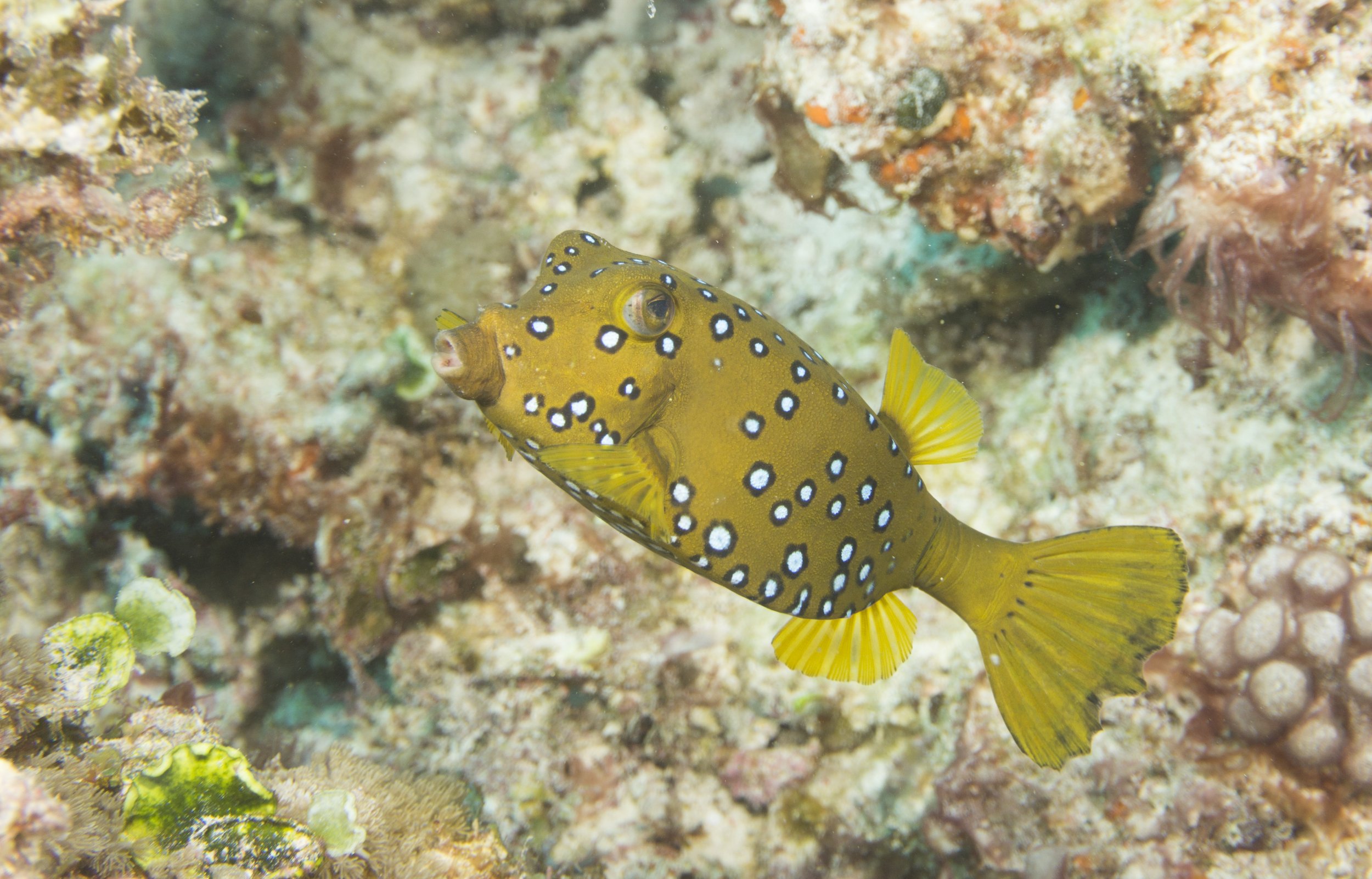 Spotted Puffer