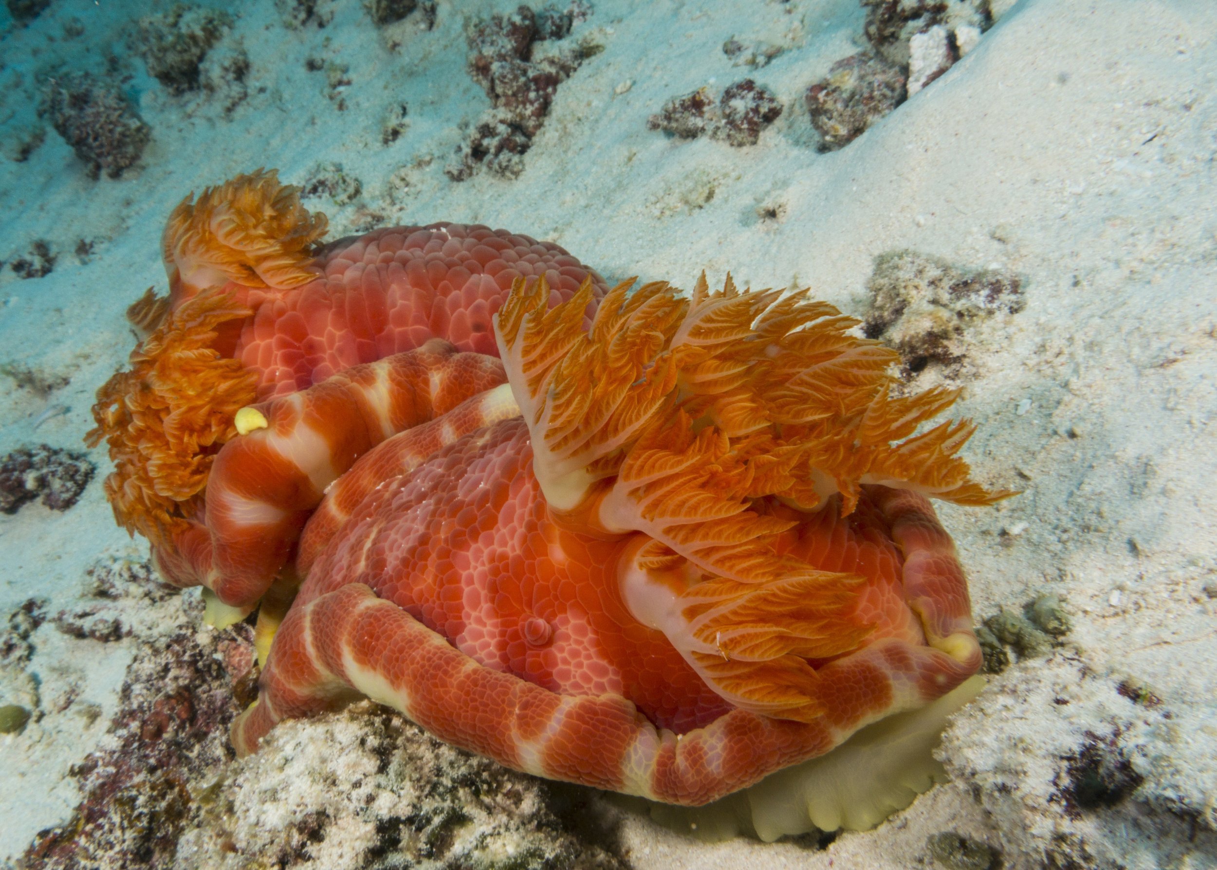 Spanish Dancers Mating