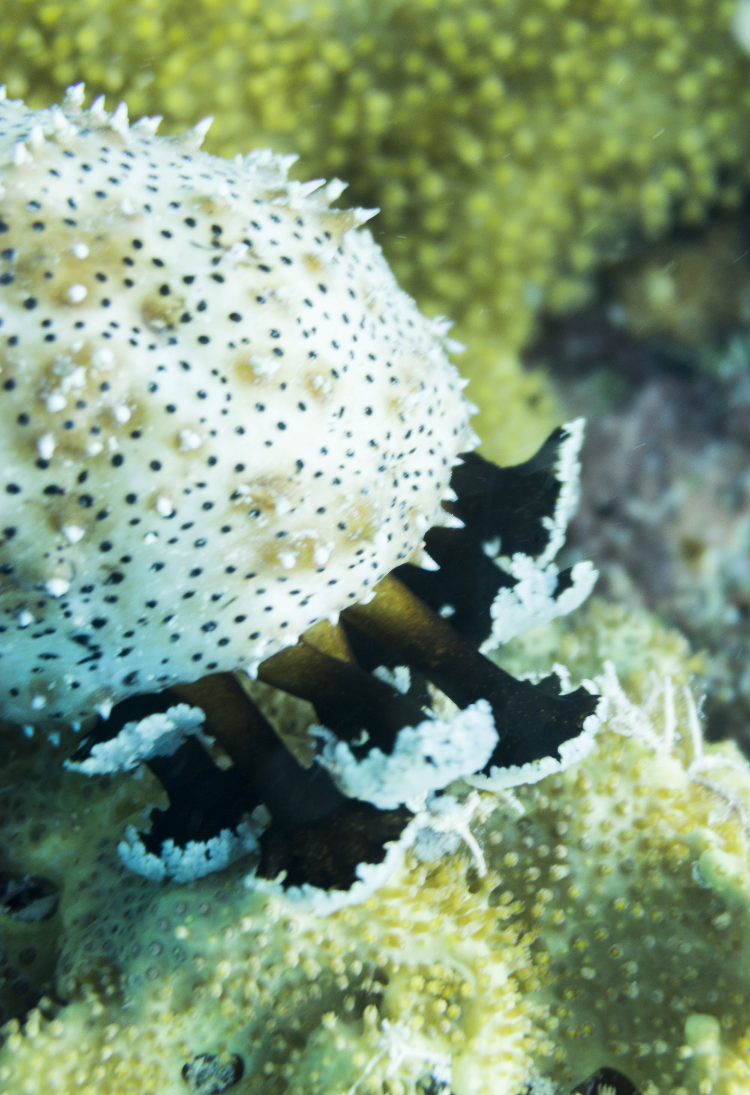 Sea Cucumber