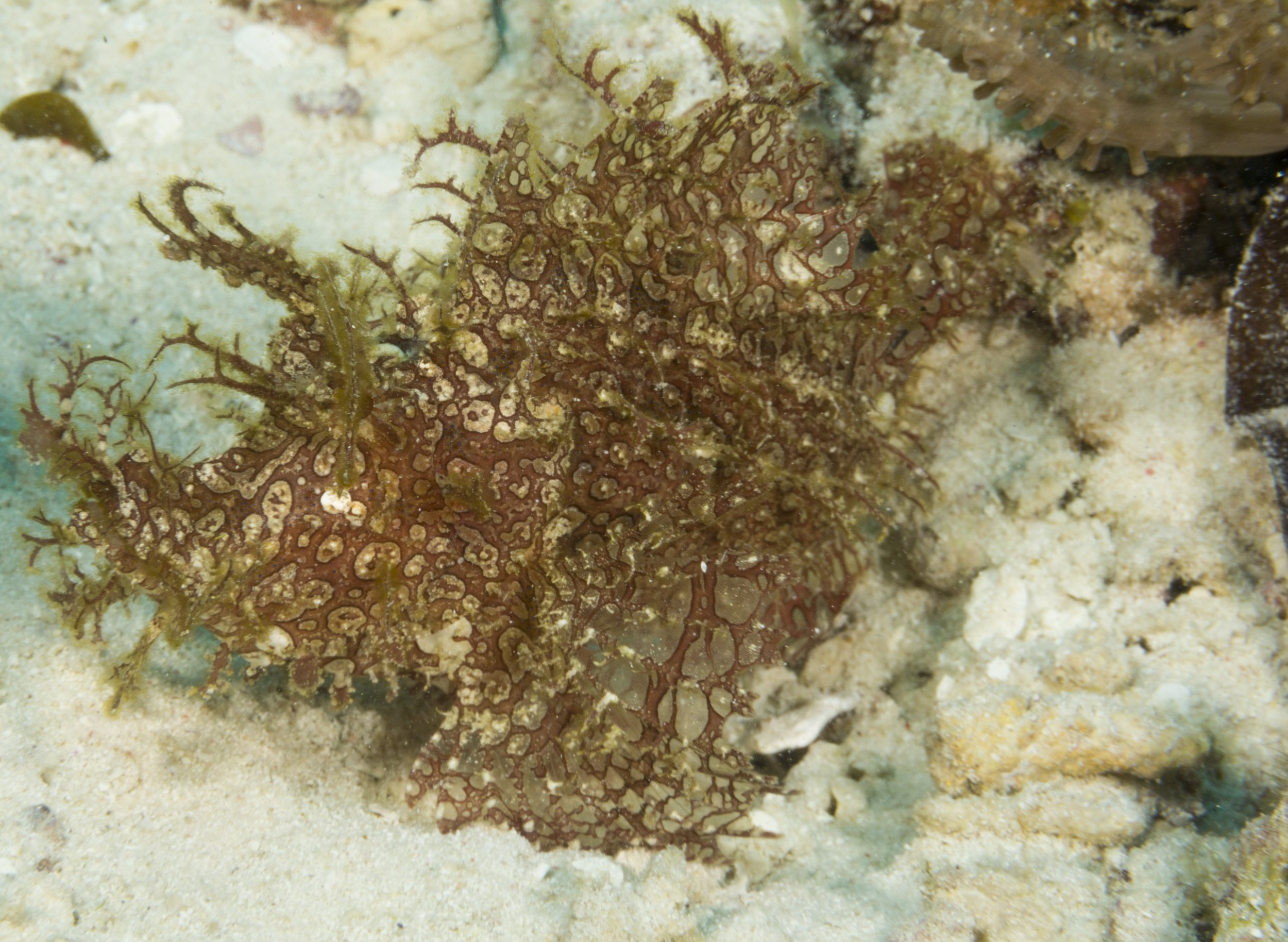 Hairy Frog FIhs