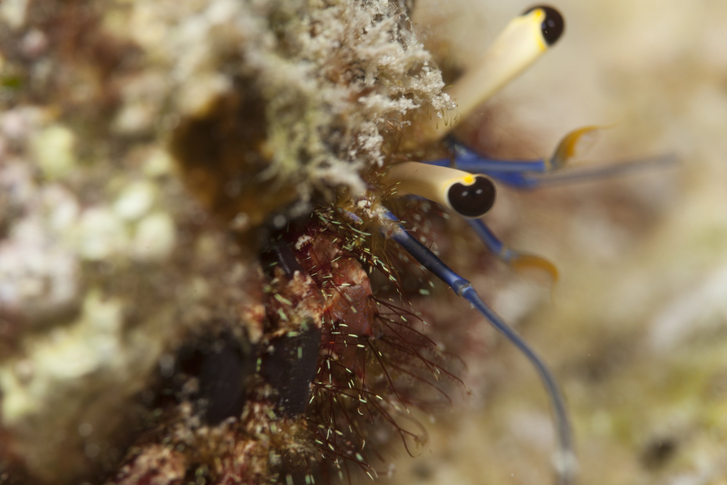 Hermit Crab Eyes