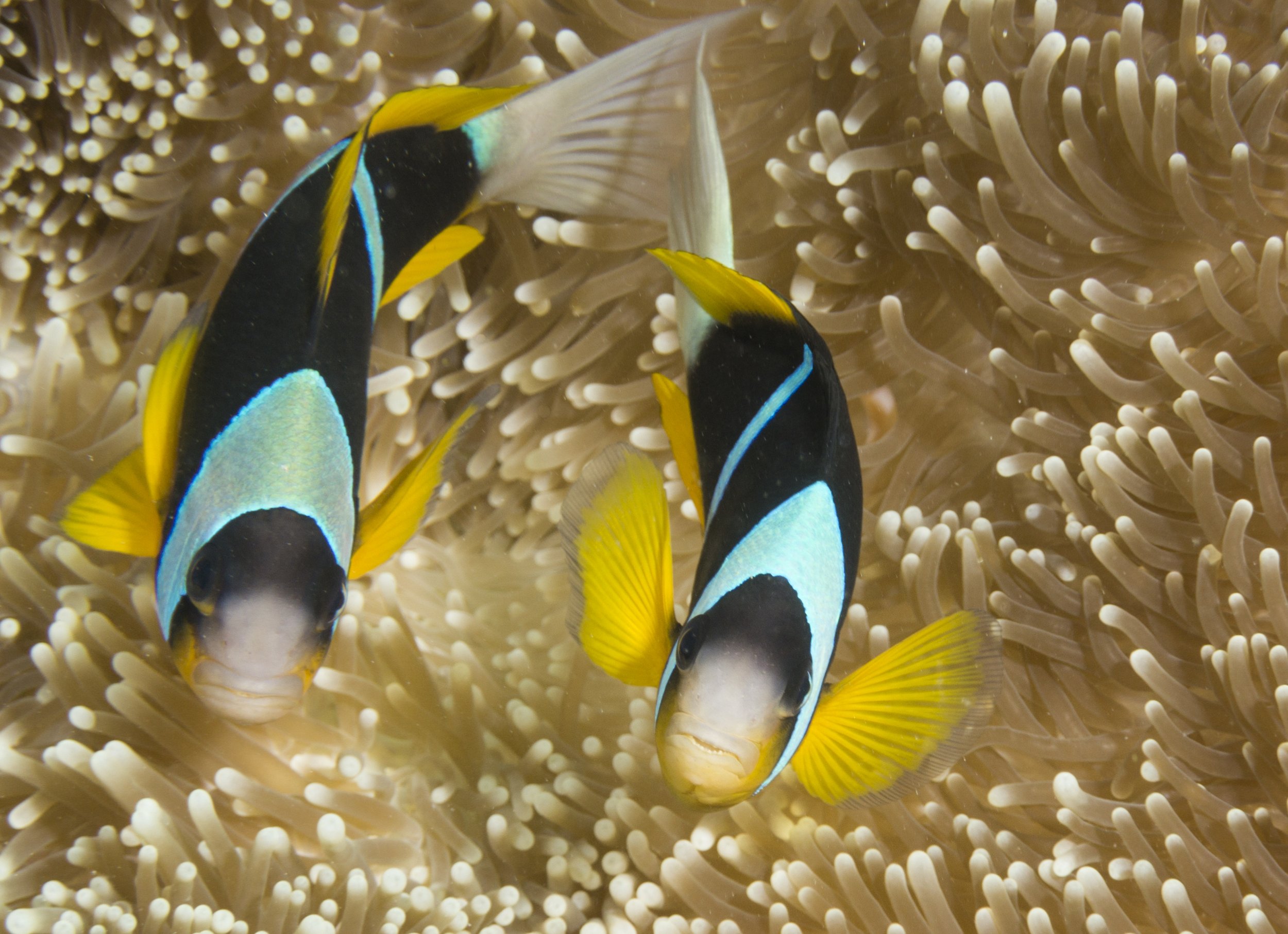 Percula Clown Fish