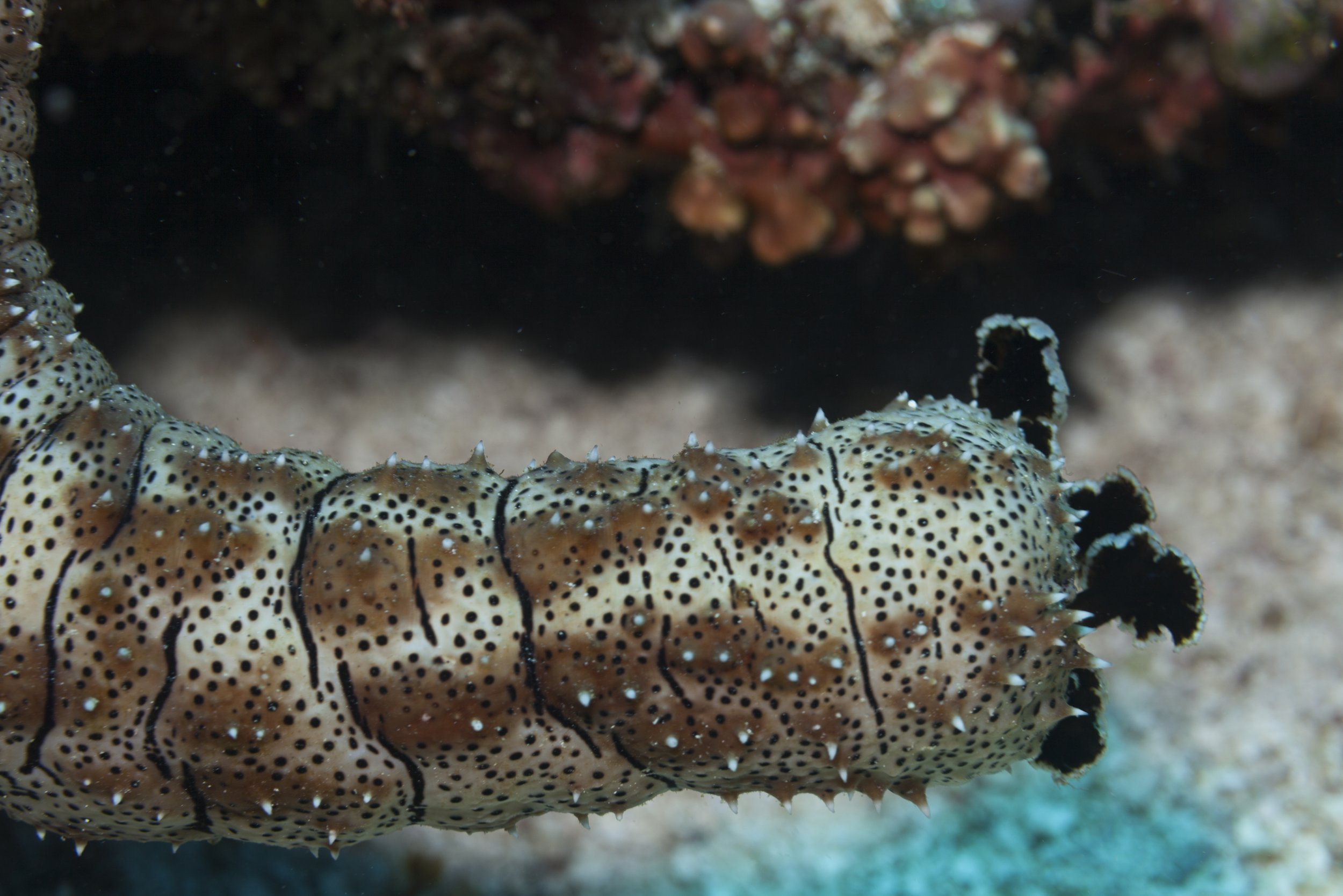 Sea Cucumber