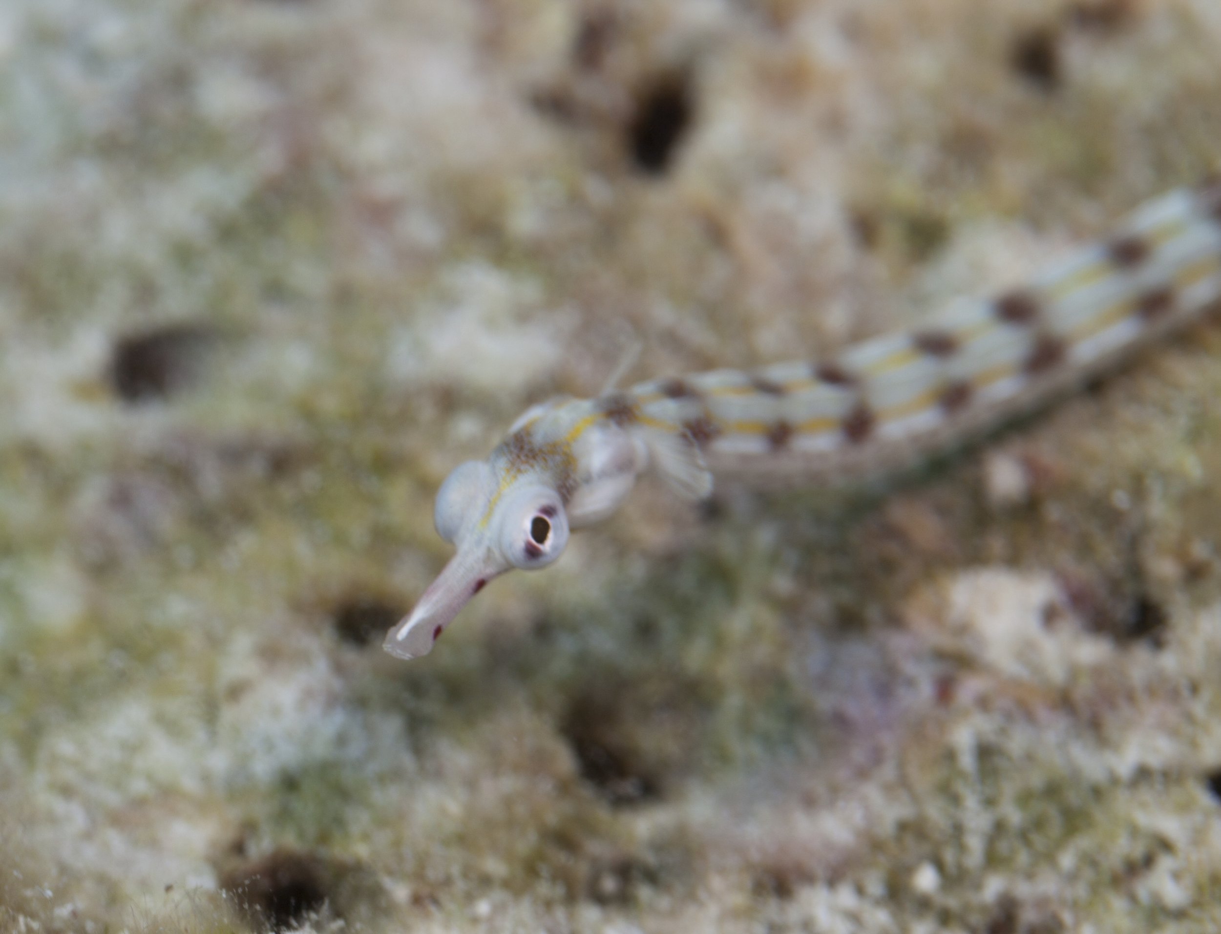 Pipefish-2857.jpg
