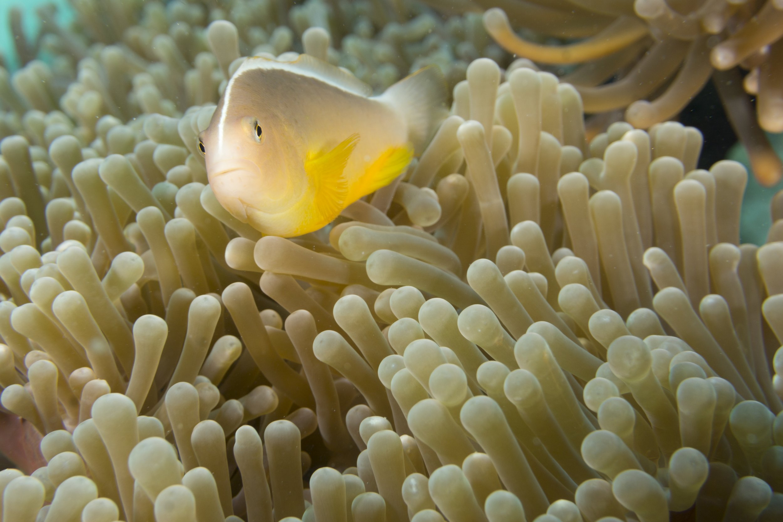 Tomato Clown Fish