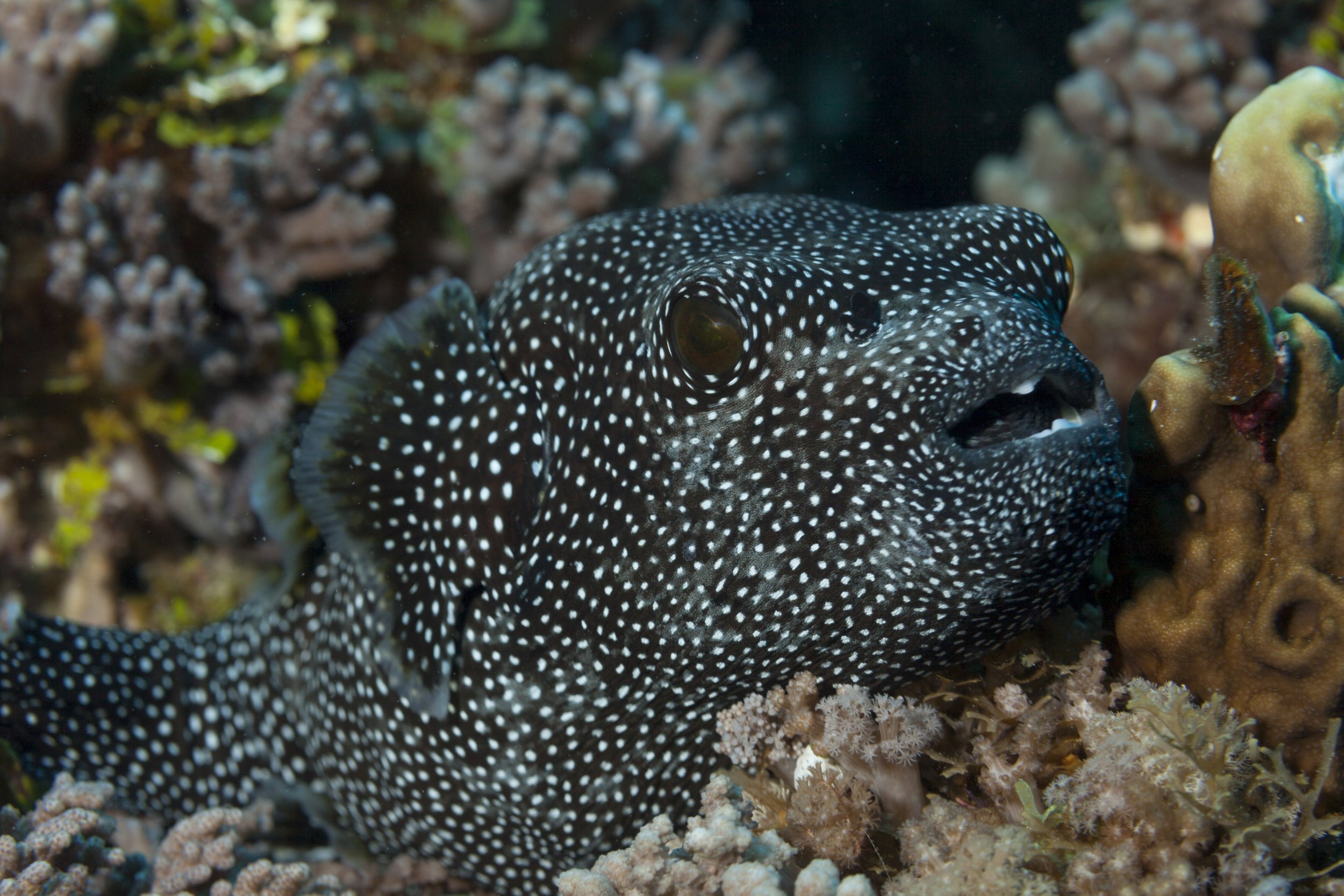 Large Puffer Fish