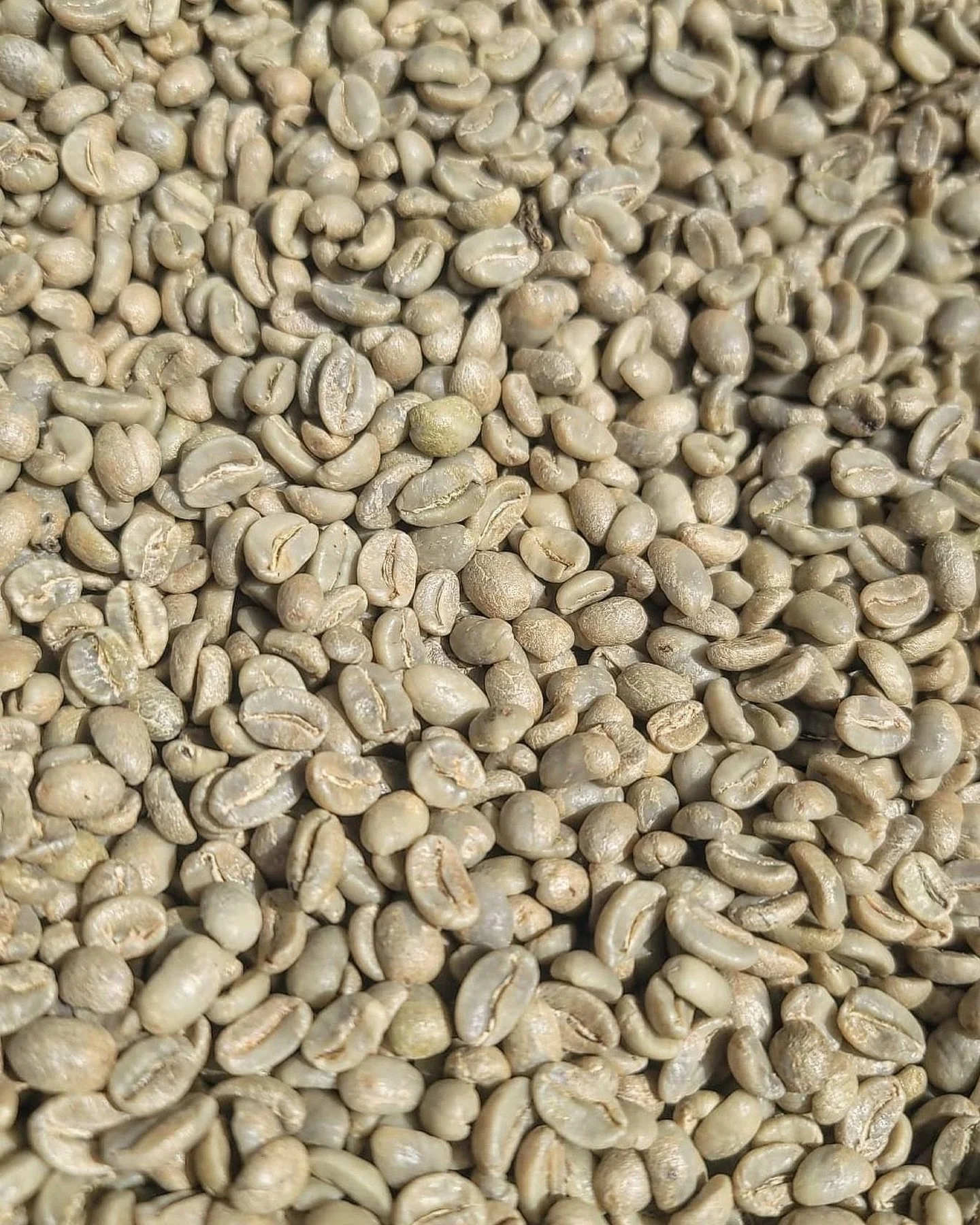 Ever wonder what your coffee looks like before it reaches you? 🌱

It starts as green coffee &mdash; raw beans that are carefully grown, cleaned, and dried at origin. We source only clean, responsibly grown coffee from farmers we trust, then roast it