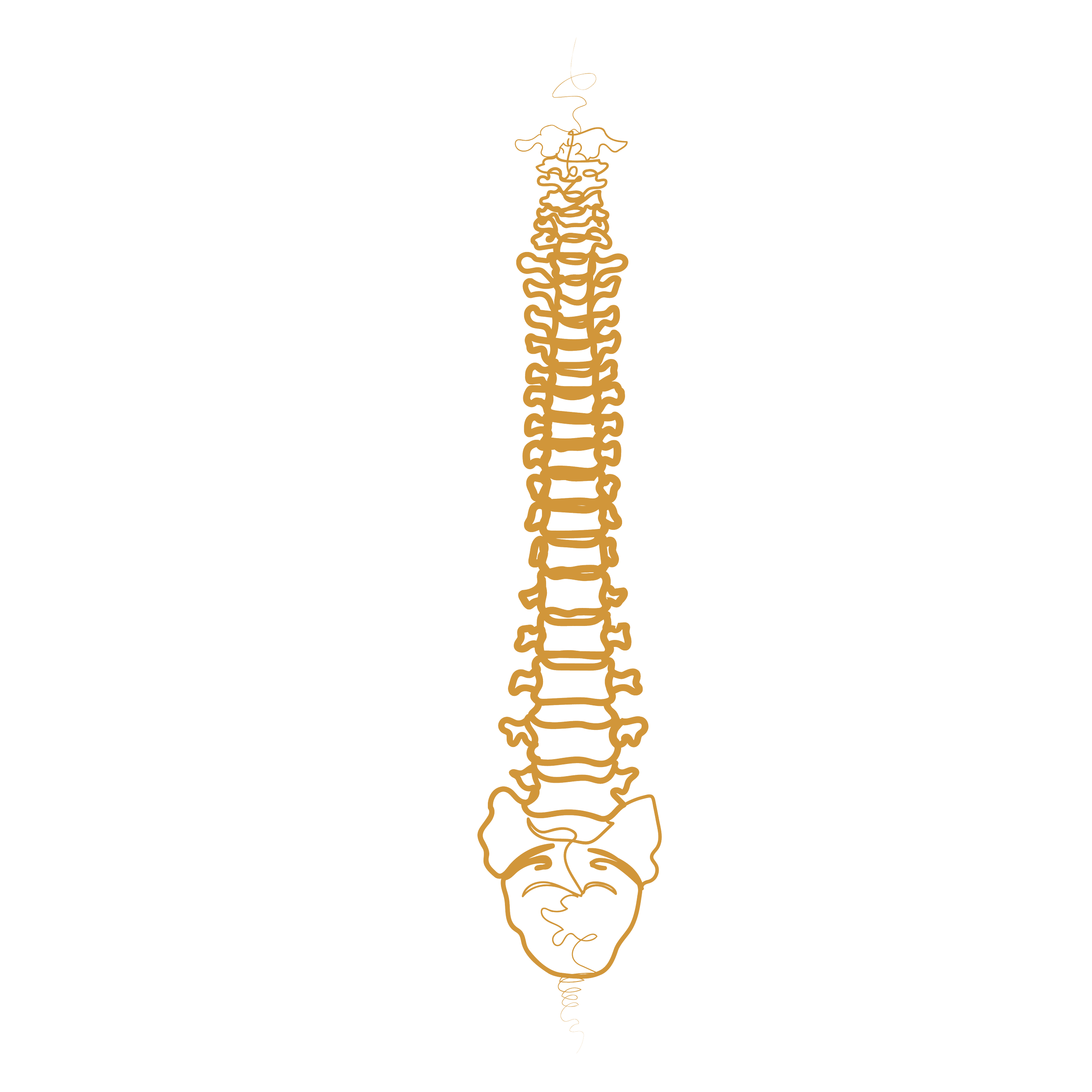 spine_1-01.png