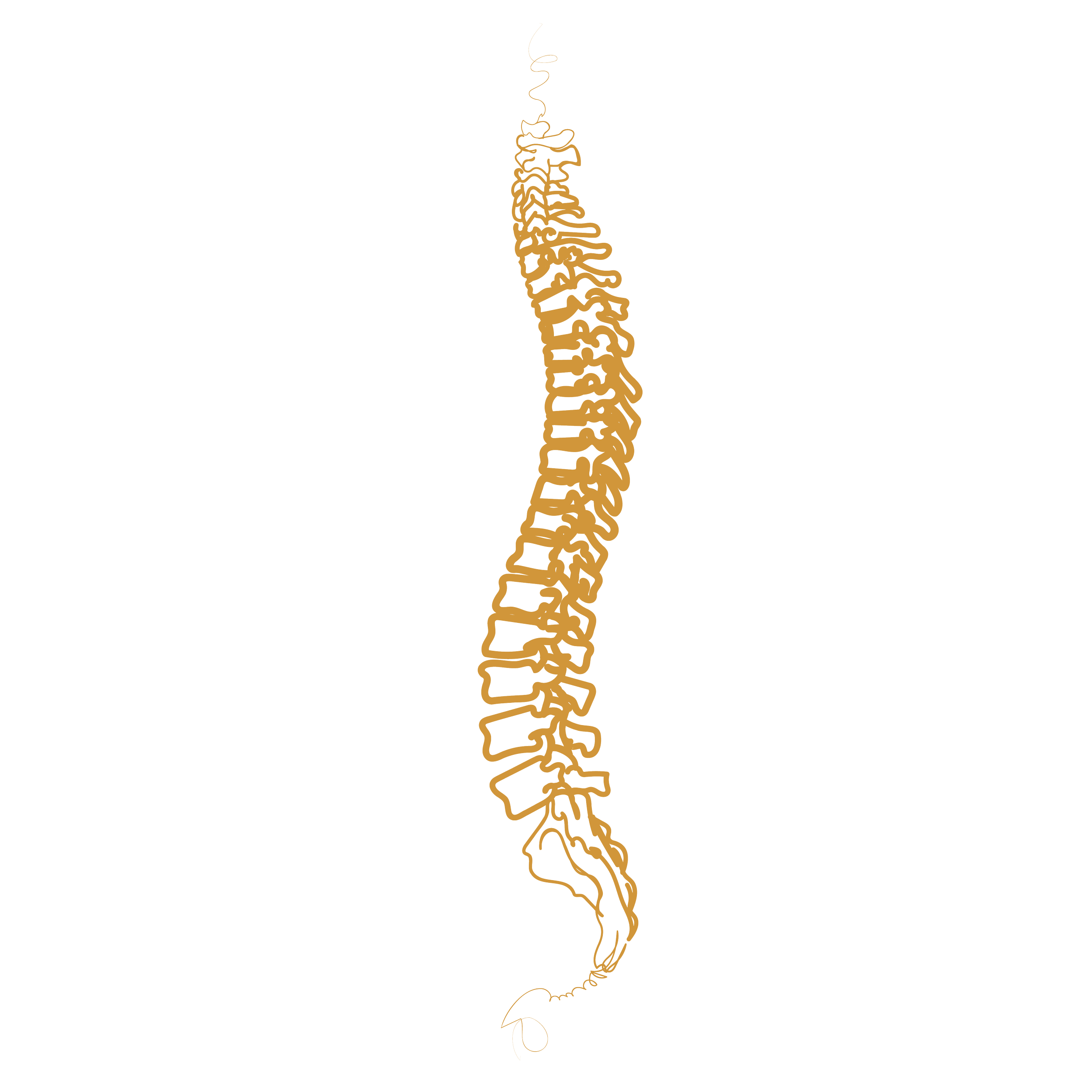 spine_3-01.png