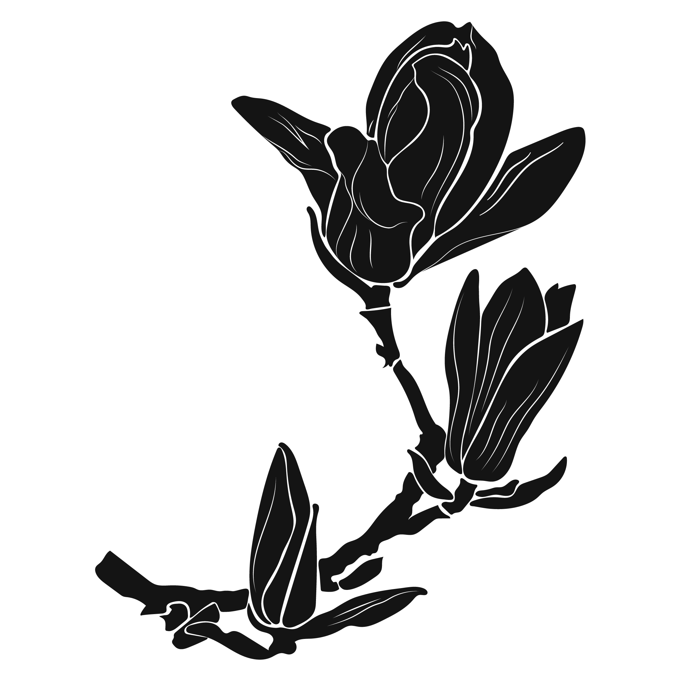 magnolia_illustration-01.png
